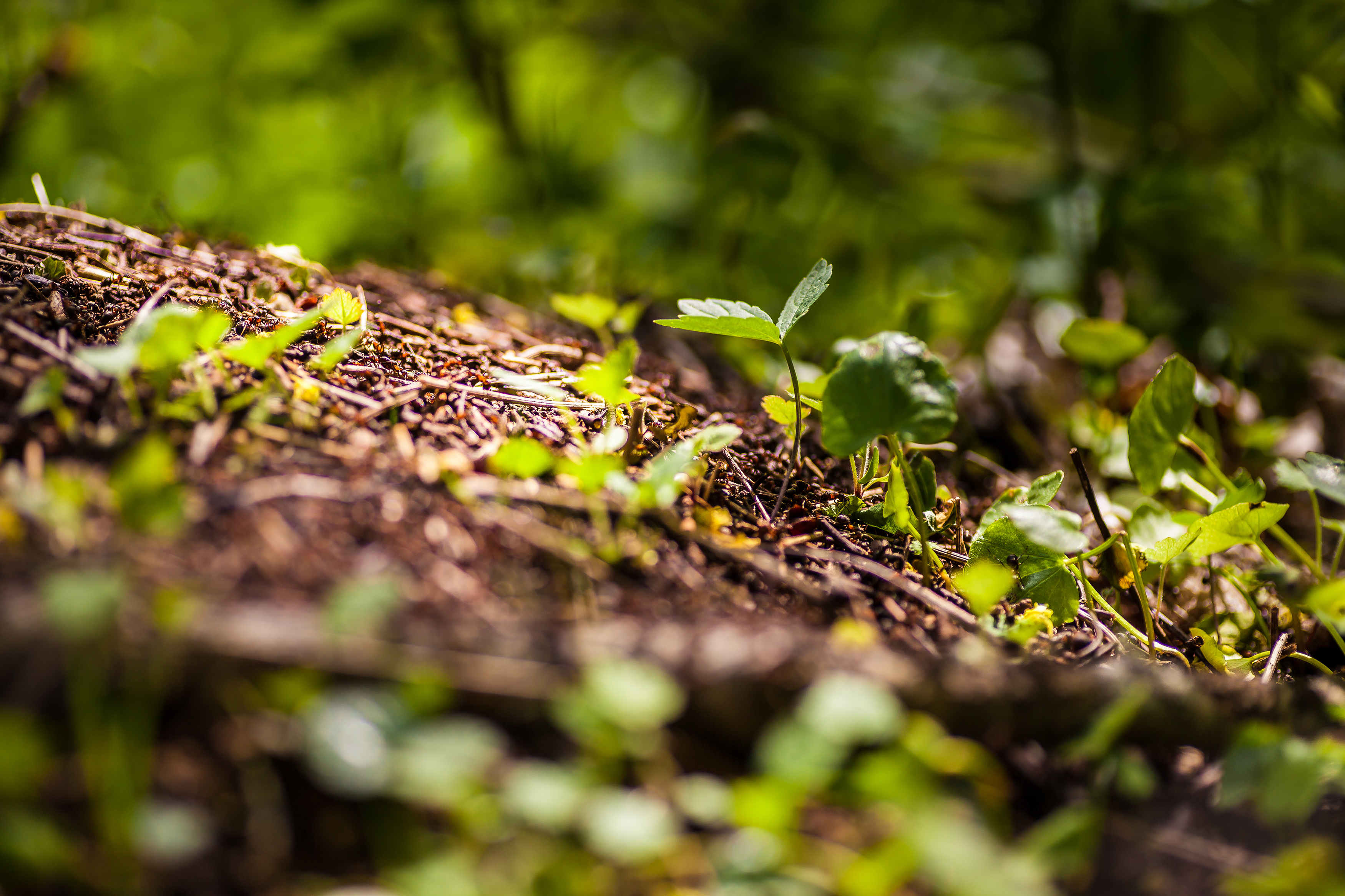 Närbild på barr och gröna små vårblad som letar sig upp ur jorden. 