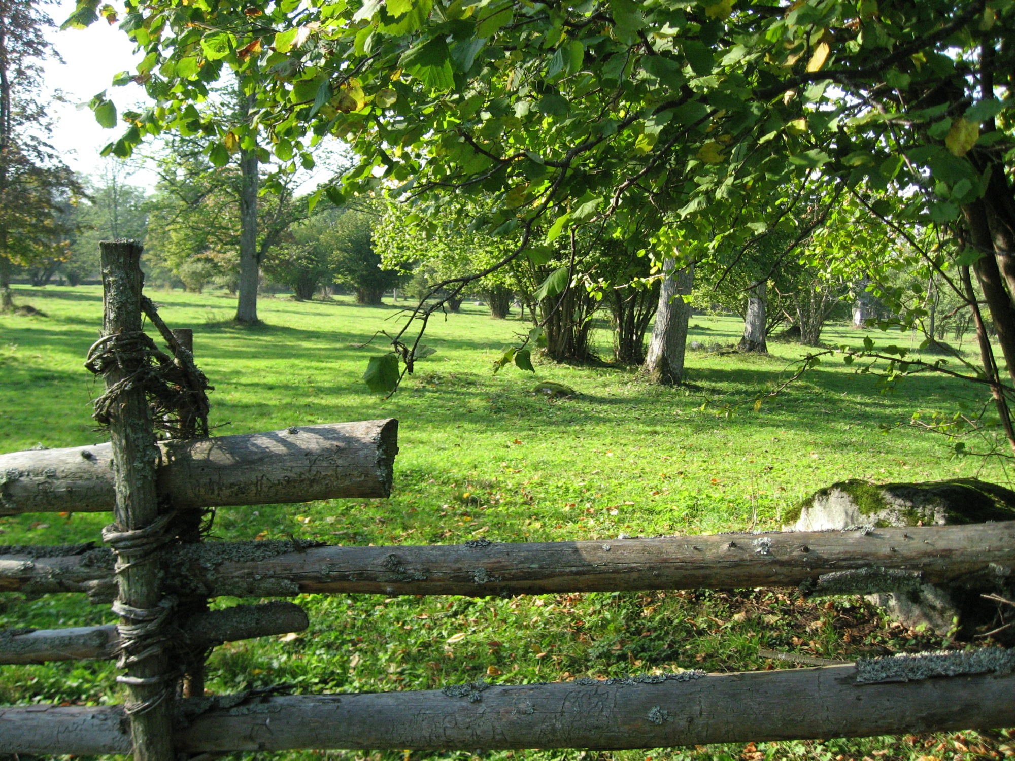 Bakom en gammal gärdesgård breder en vacker grön äng ut sig och skuggas av stora gröna träd. 