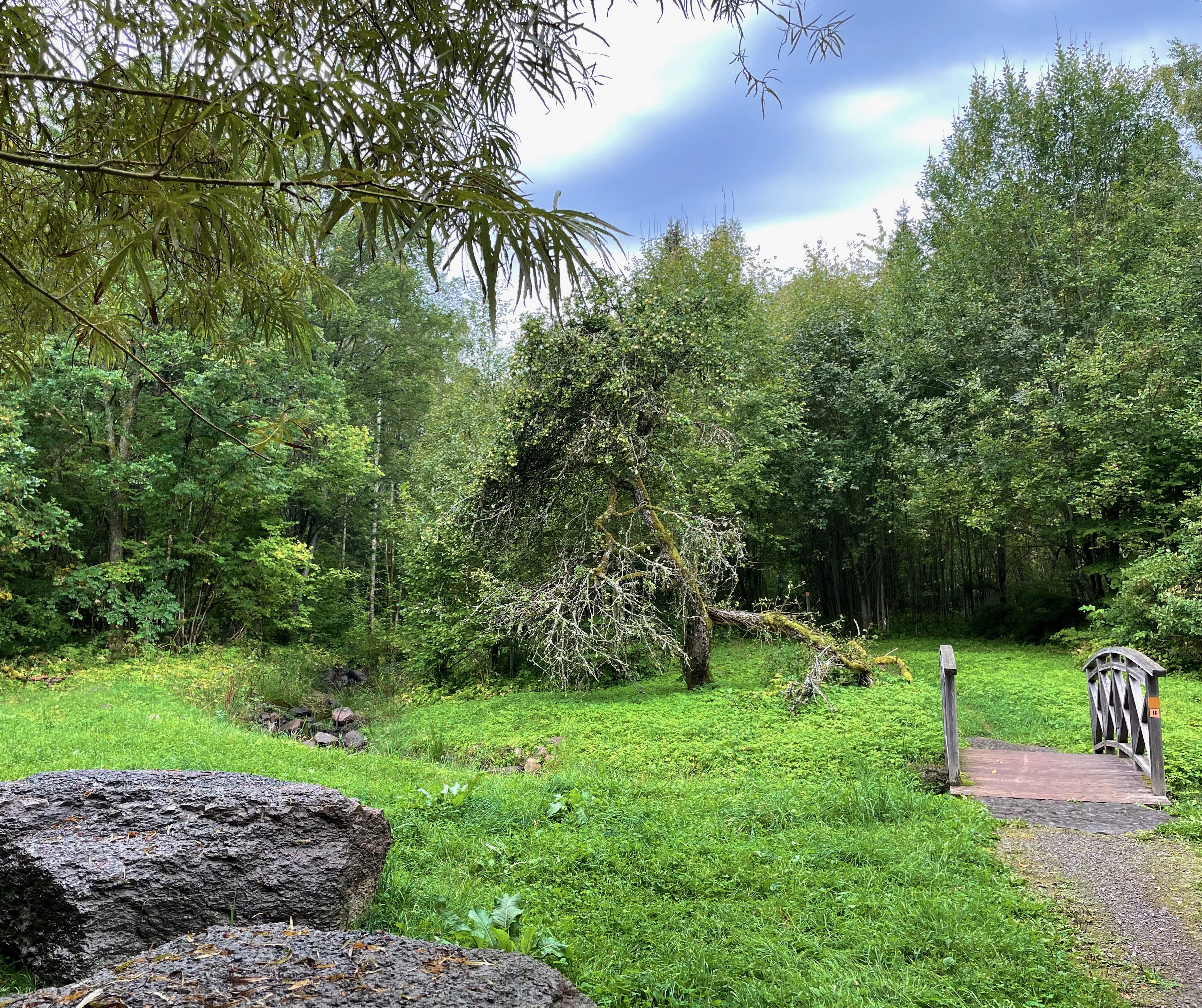 En glänta i skogen där en träbro sträcker sig över en liten porlande bäck. 