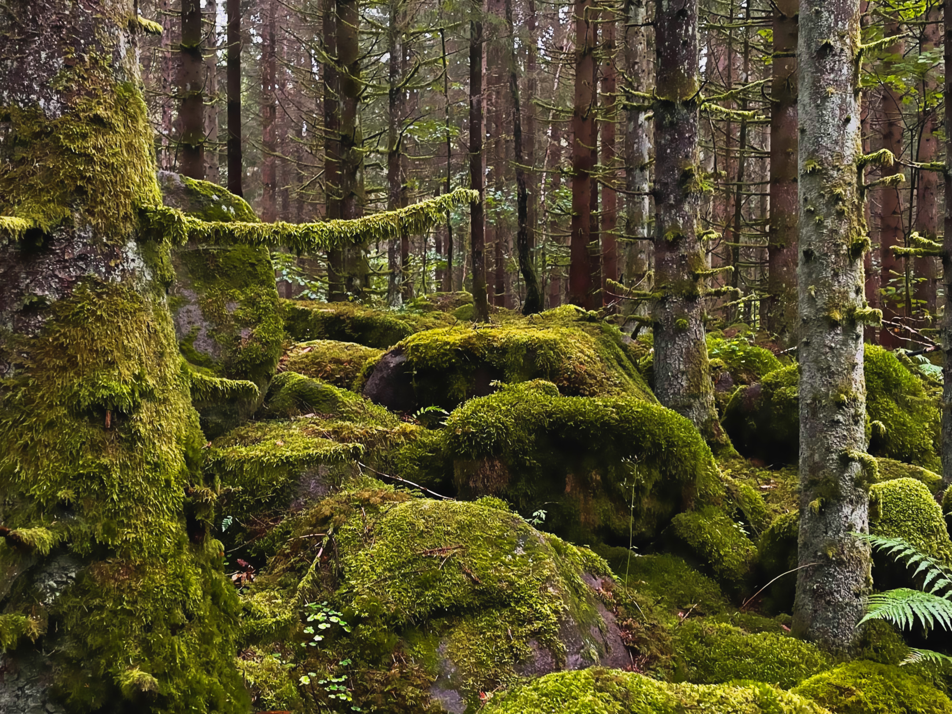 Mossbeklädda stenar och träd i en trollskog.