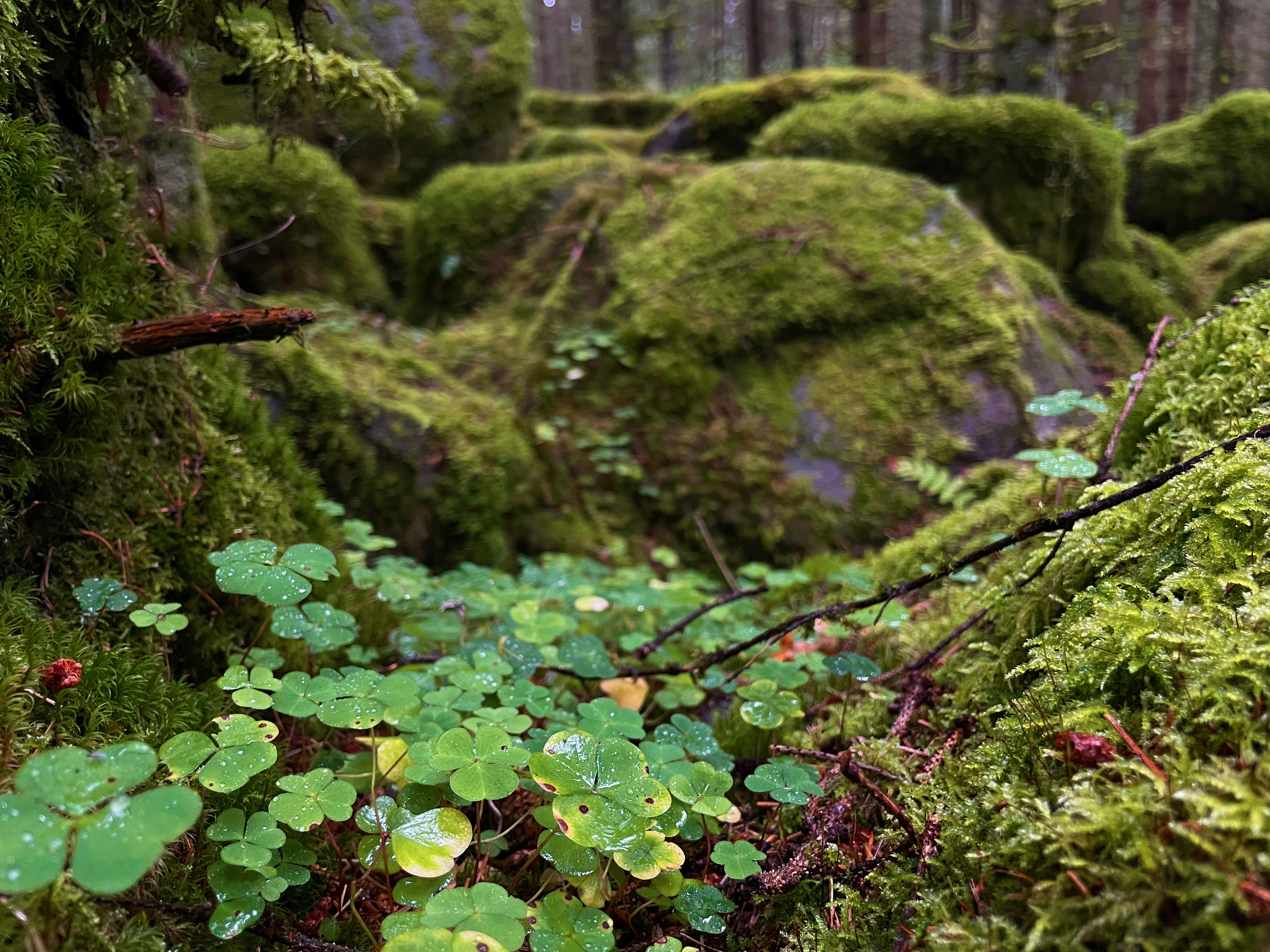 Mossbeklädda stenar och träd i en trollskog.