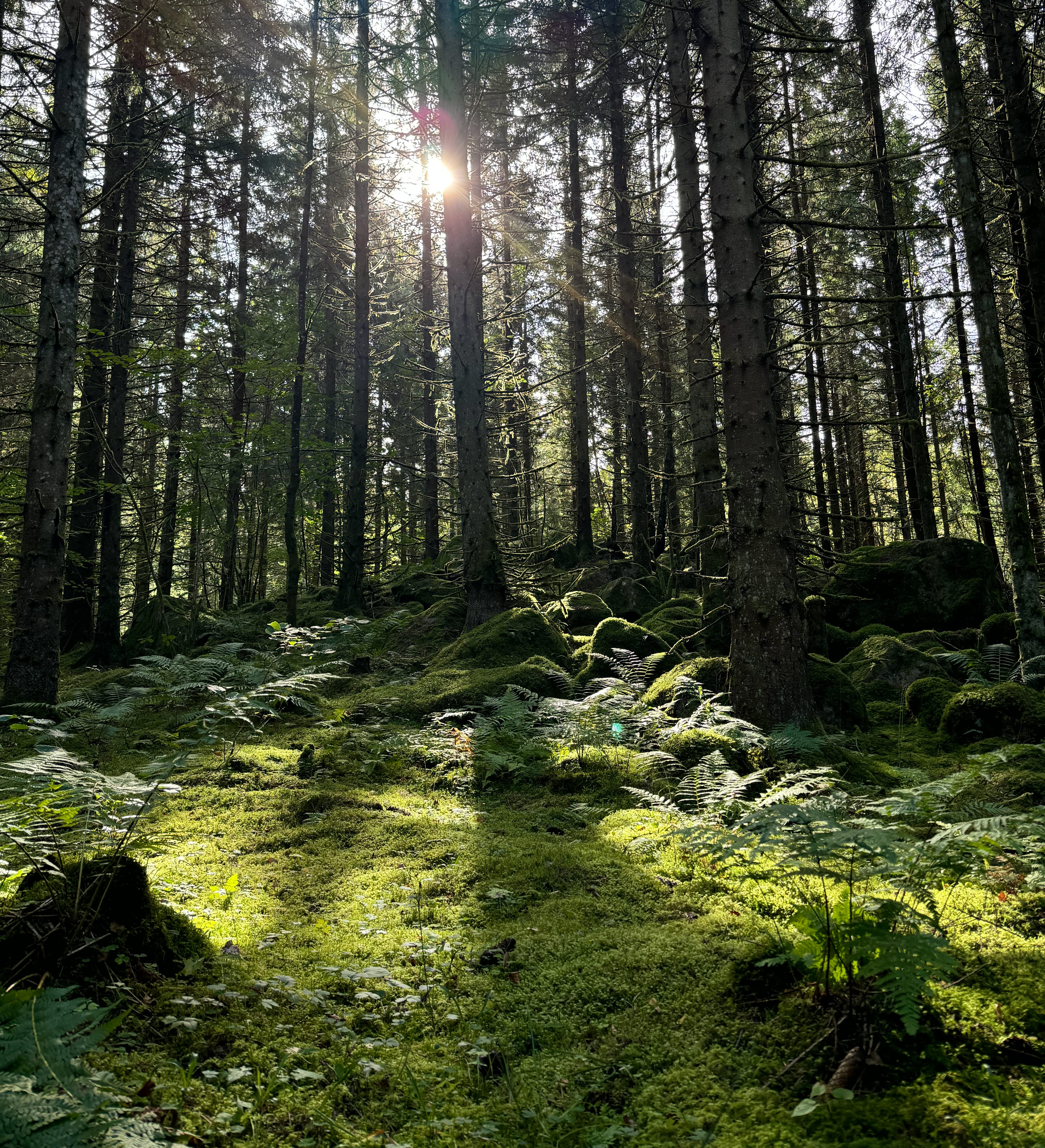 Sol som lyser mellan träd i skogen. Marken är täckta med grön mjuk mossa. 