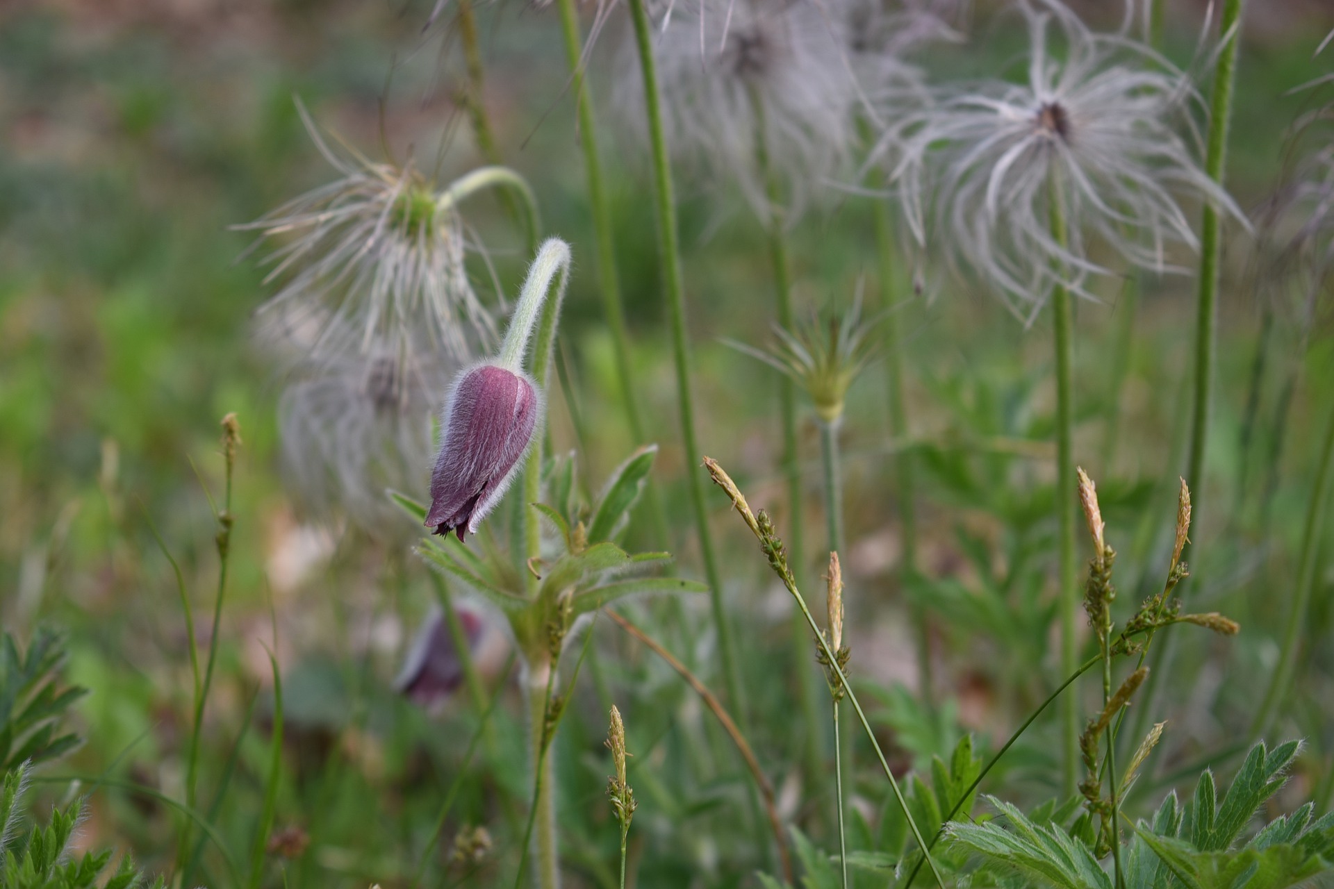 Naturområde Kullabolet
