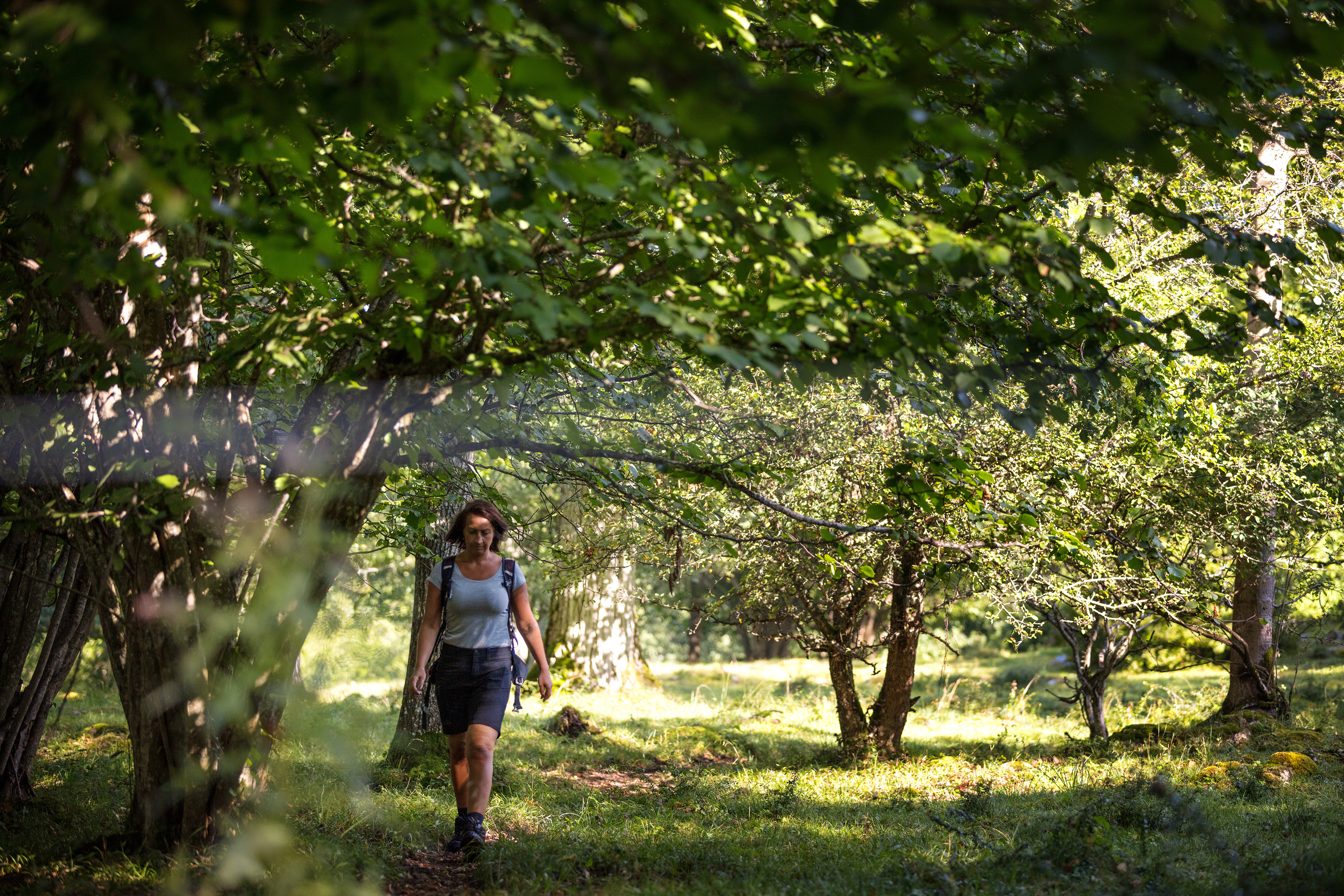 En kvinna med brunt hår vandrar är ute och vandrar i vacker sommargrön natur
