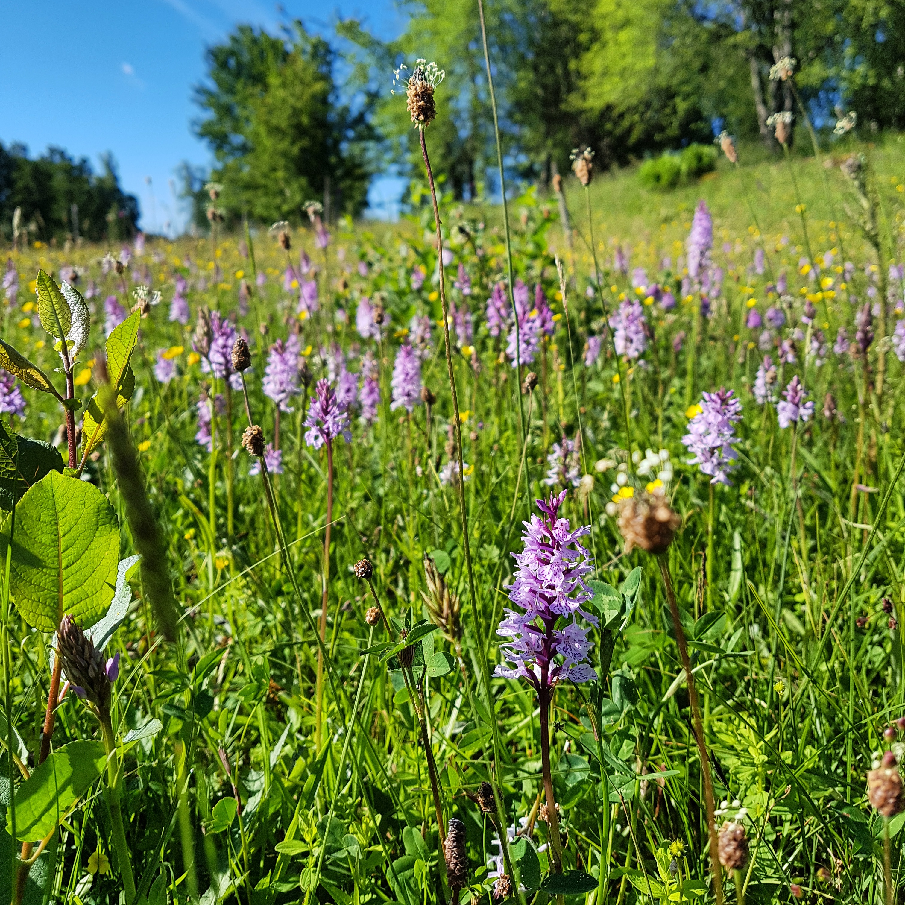 Naturreservat Nohlmarken
