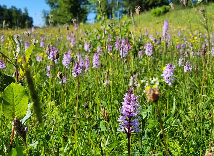 Naturreservat Nohlmarken