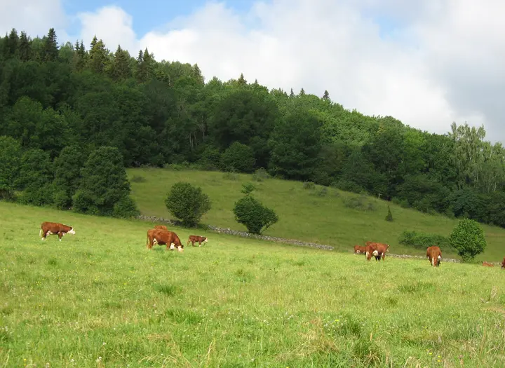 Naturreservat Våmbs ängar