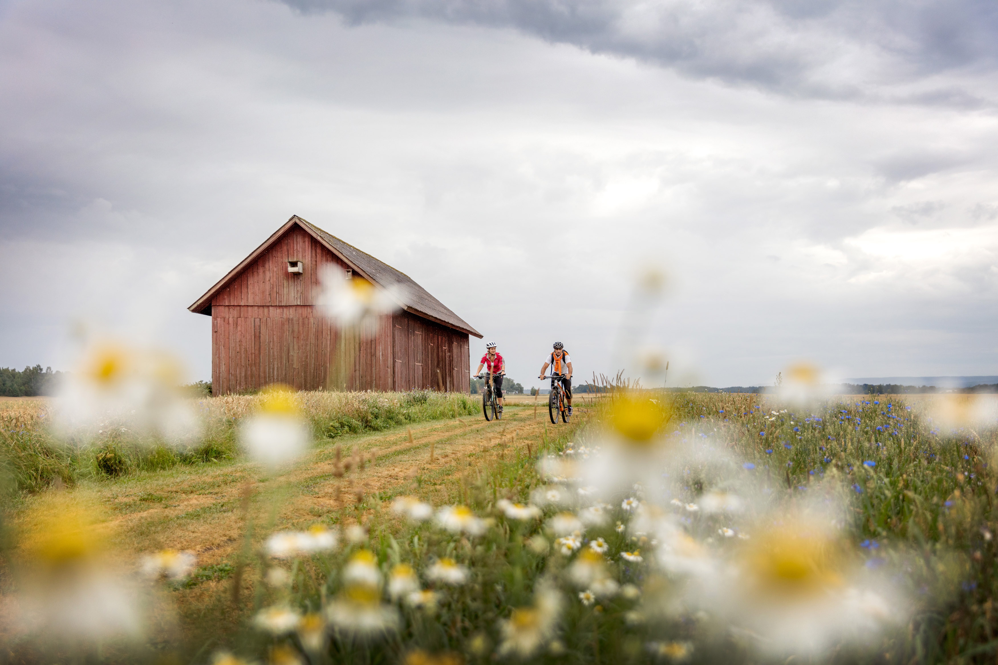 Två personer cyklar på en väg omgivna av fält och blommor
