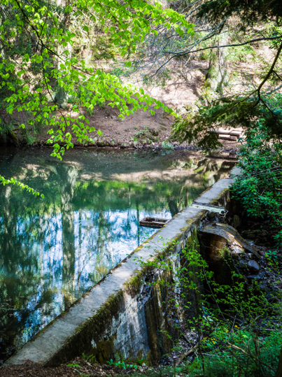 En vacker damm i skogen 