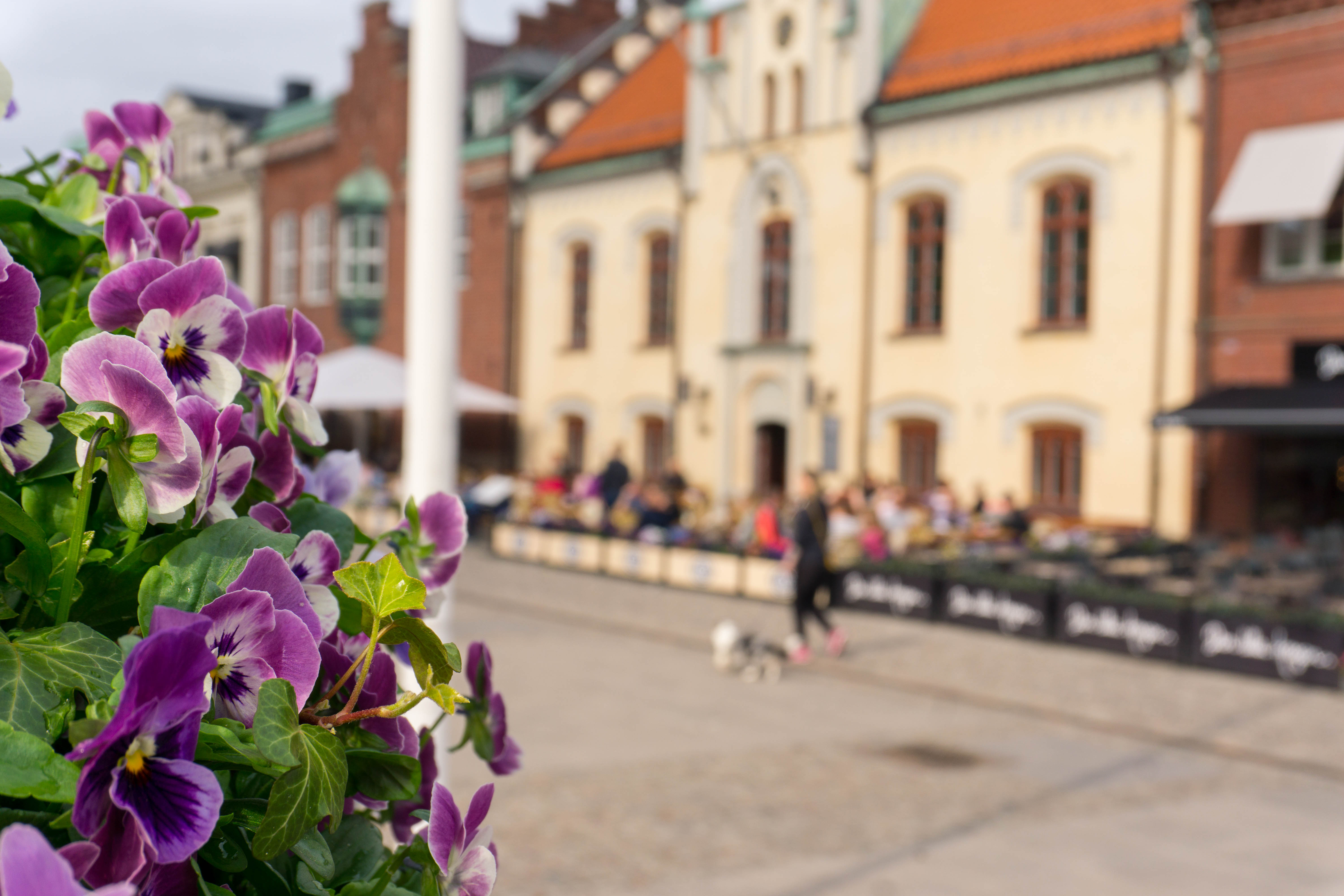 I förgrunden syns lila penséer som strålar mot solen. I backgrunden syns Skövdes gamla rådhus. 