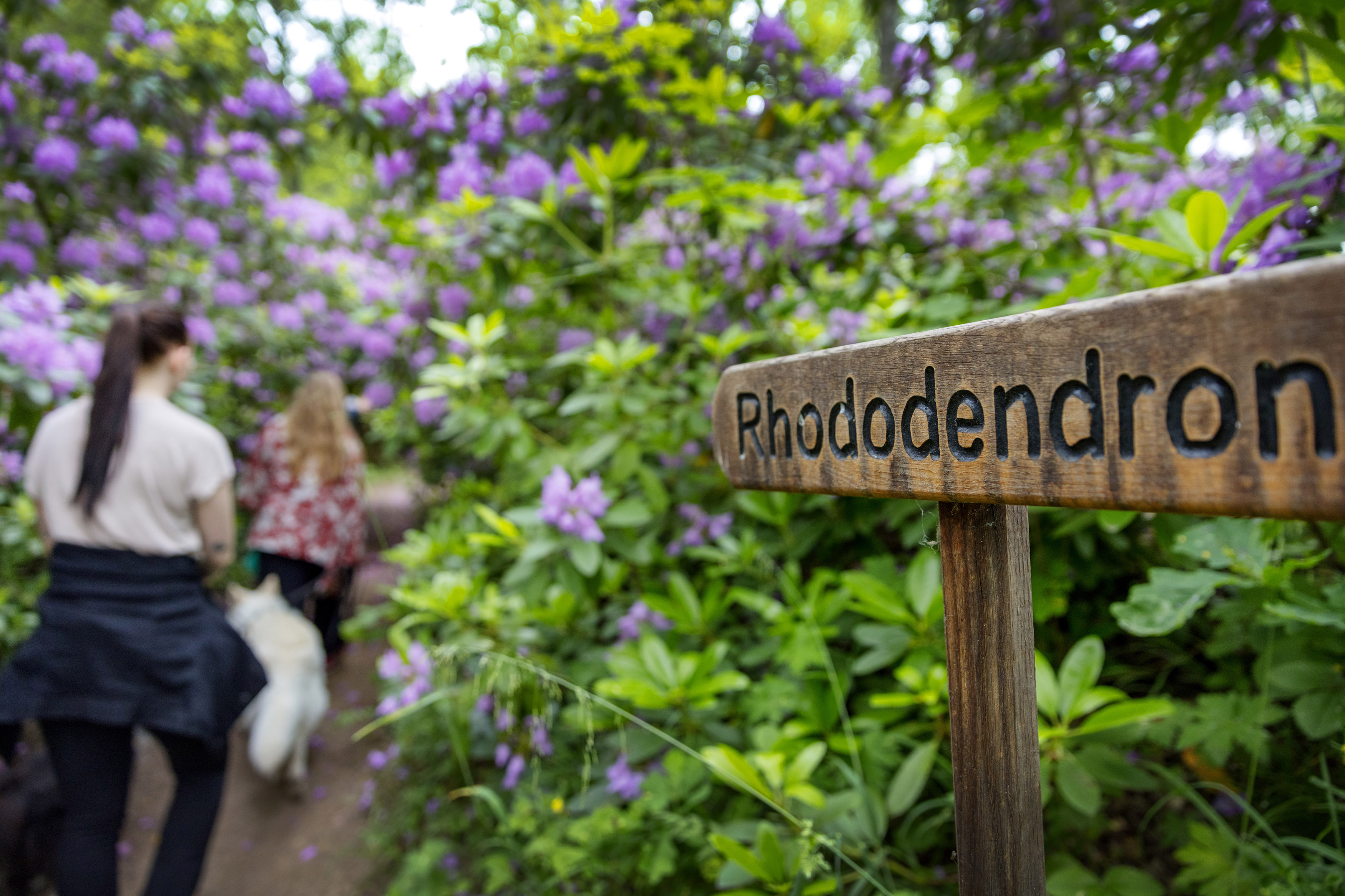 Two women are walking through a tunnel of purple Rhododendron bushes. In the picture you can also see a sign that saying Rhododendron valley. 