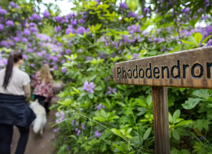 Rhododendrondalen