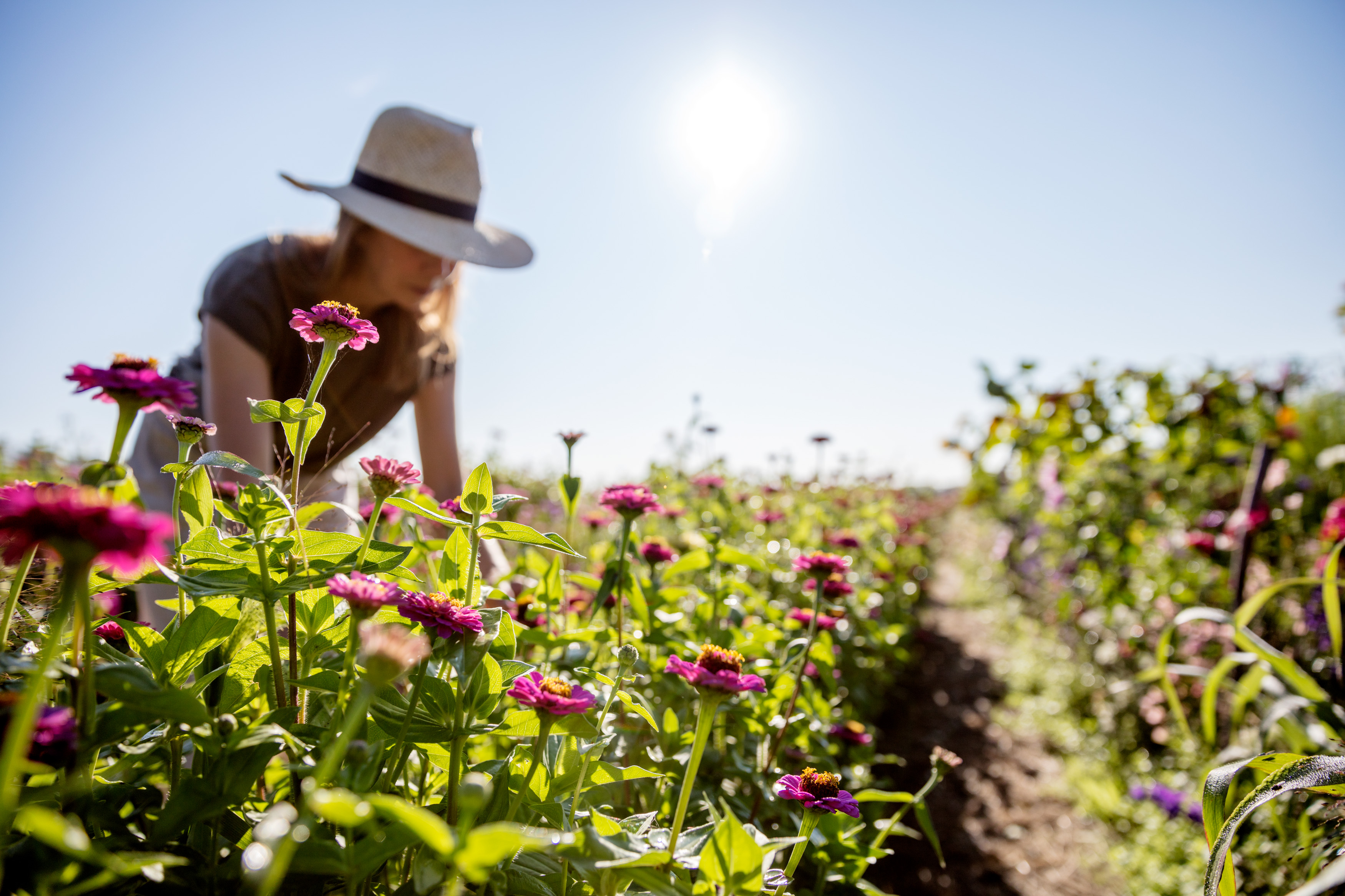 Kvinna i hatt plockar blommor på en äng
