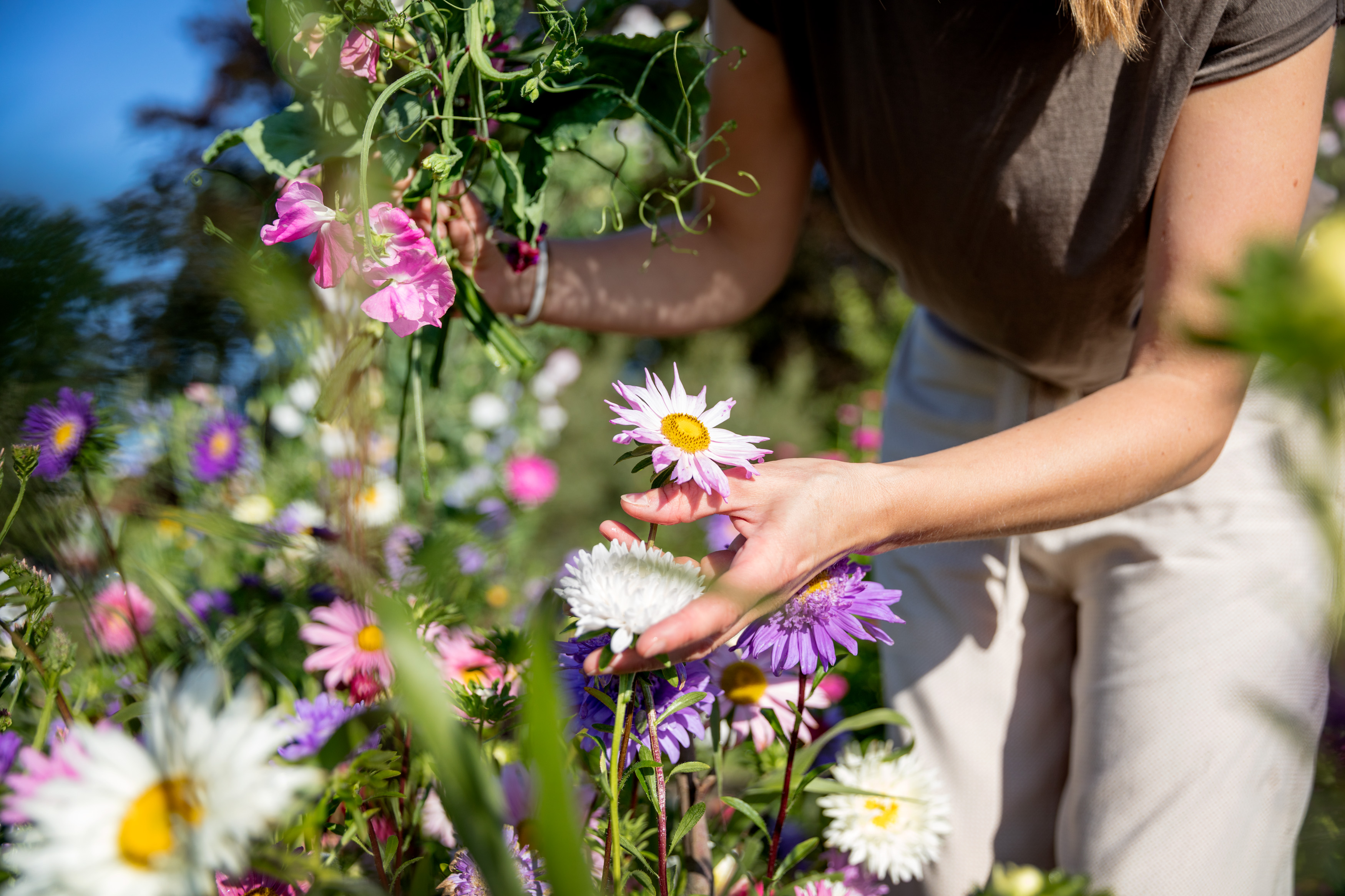 Kvinna plockar blommor på en äng