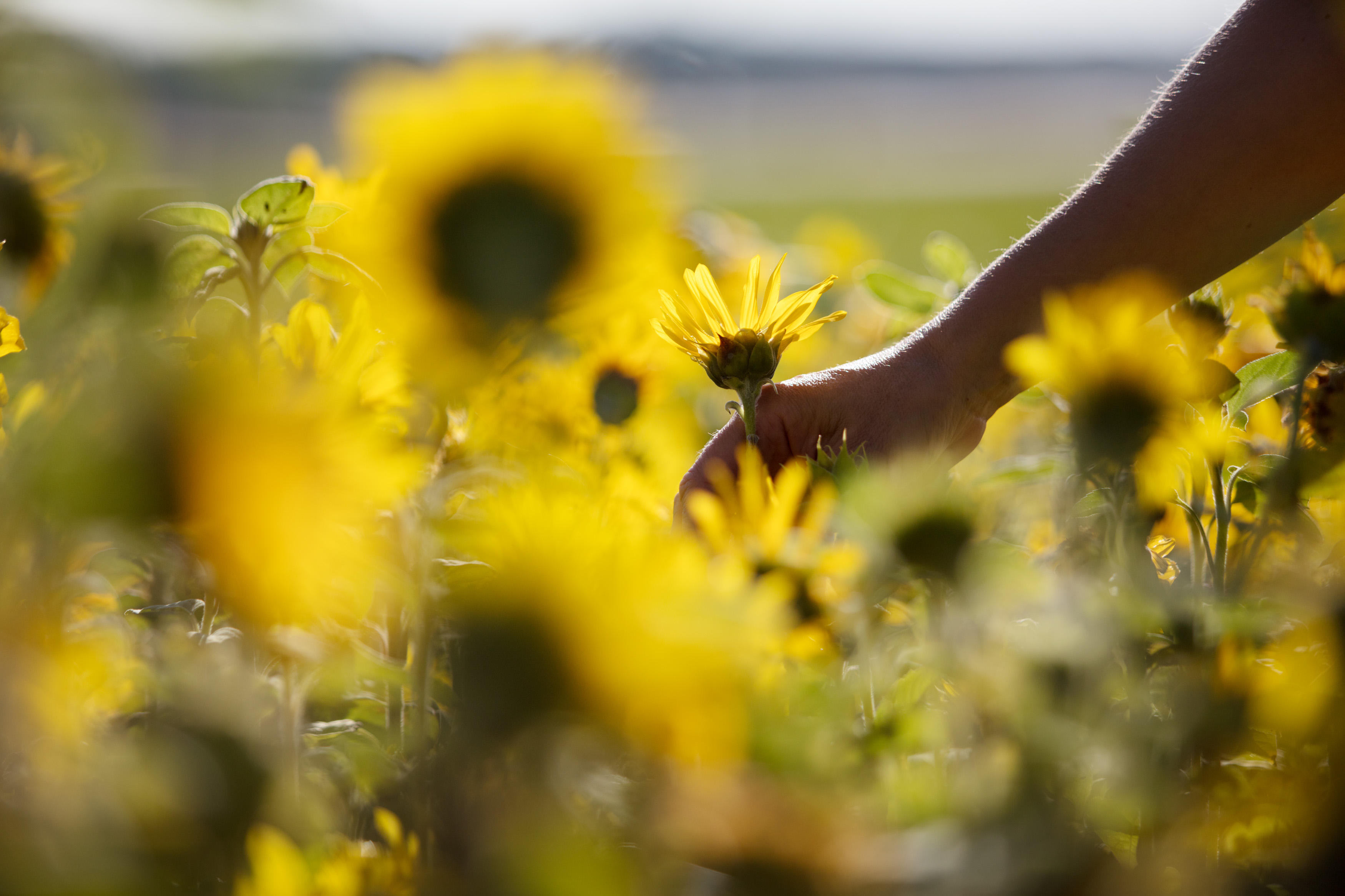 Kvinna plockar blommor på en äng