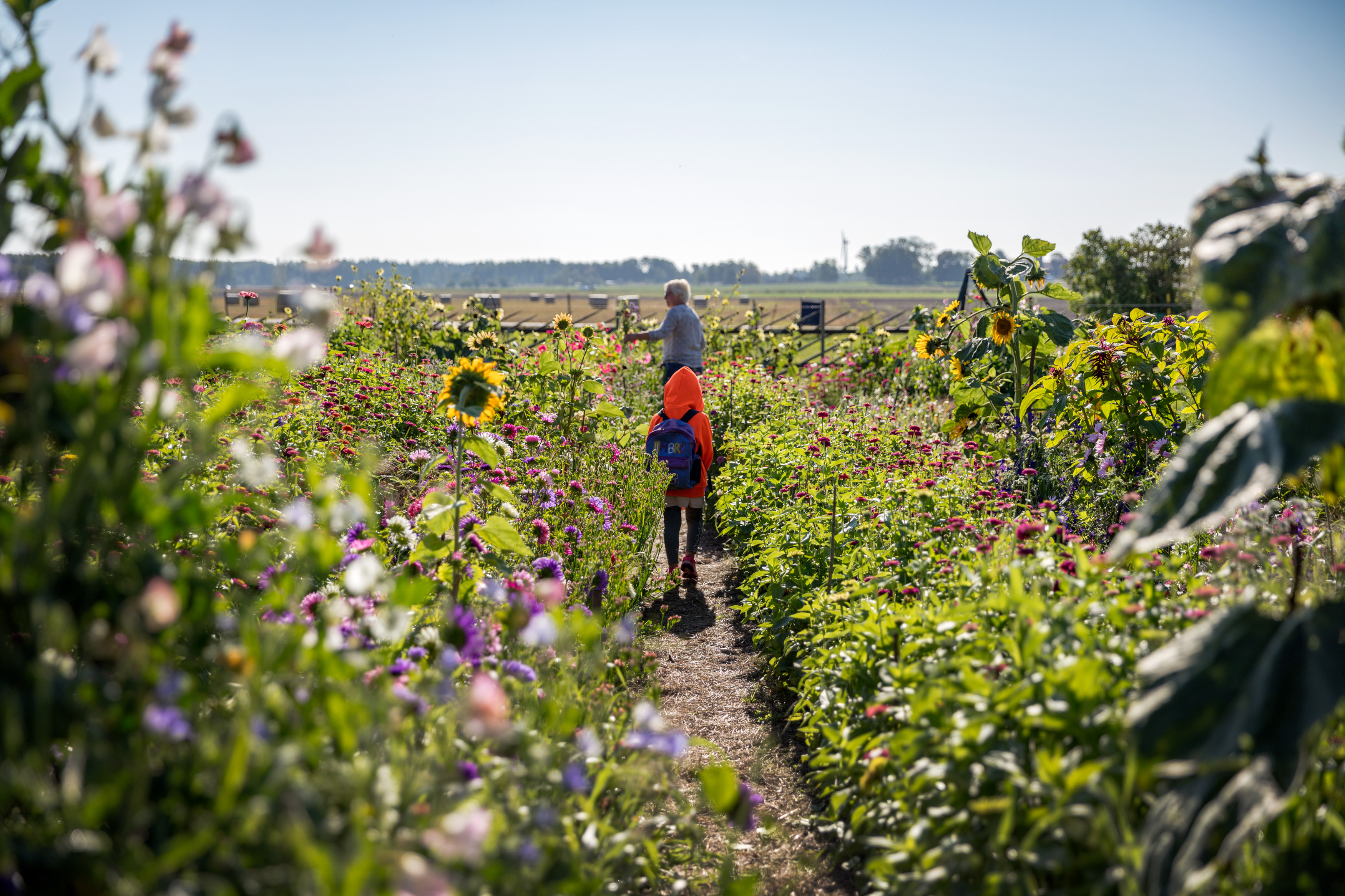 Två personer plockar blommor på en äng