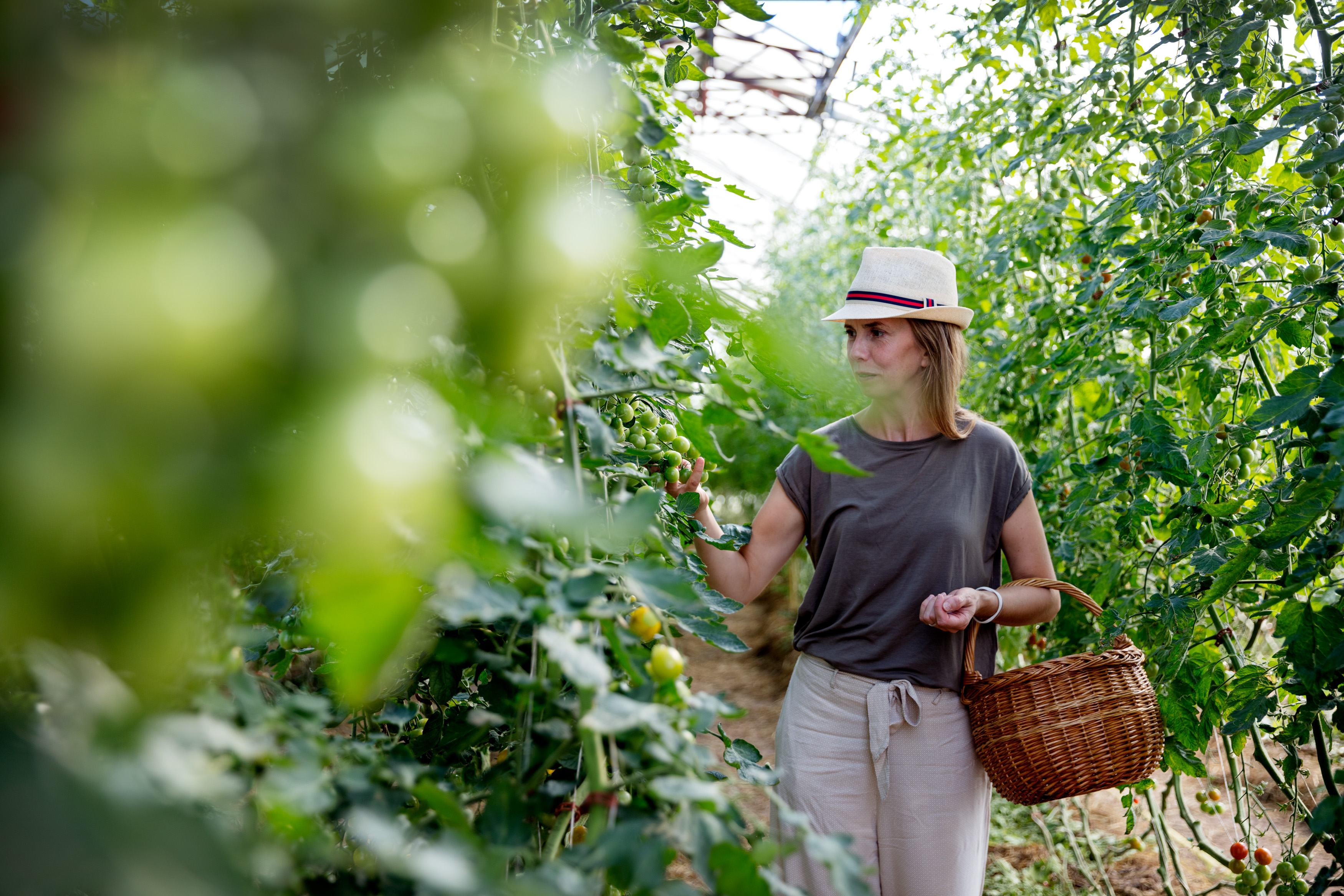 En kvinna i hatt går längs odlingsrader med höga tomatplantor. På armen har hon en korg.