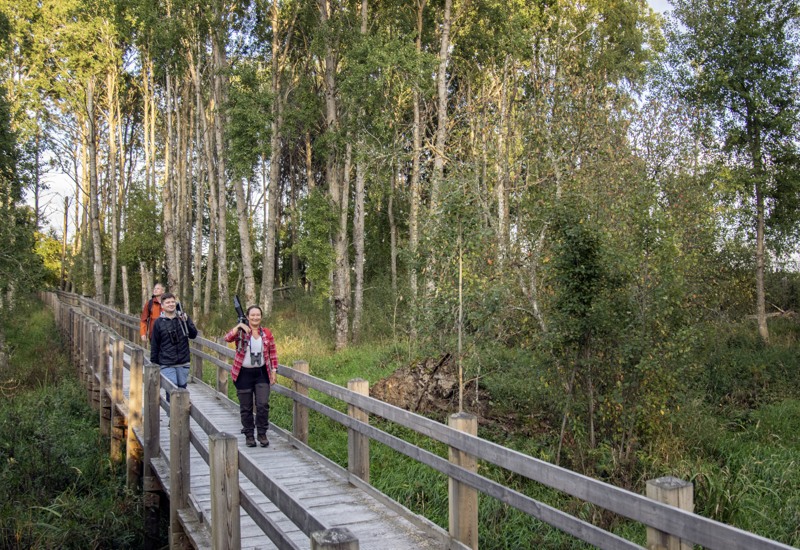 Tre fågelskådare går på en gångbro i naturen
