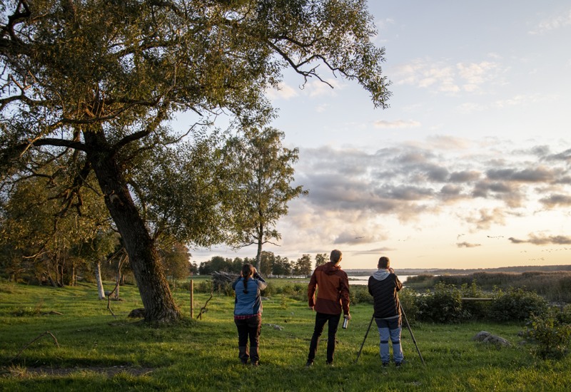 Tre fågelskådare står och tittar ut över en sjö.