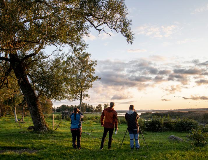 Tre fågelskådare står och tittar ut över en sjö.