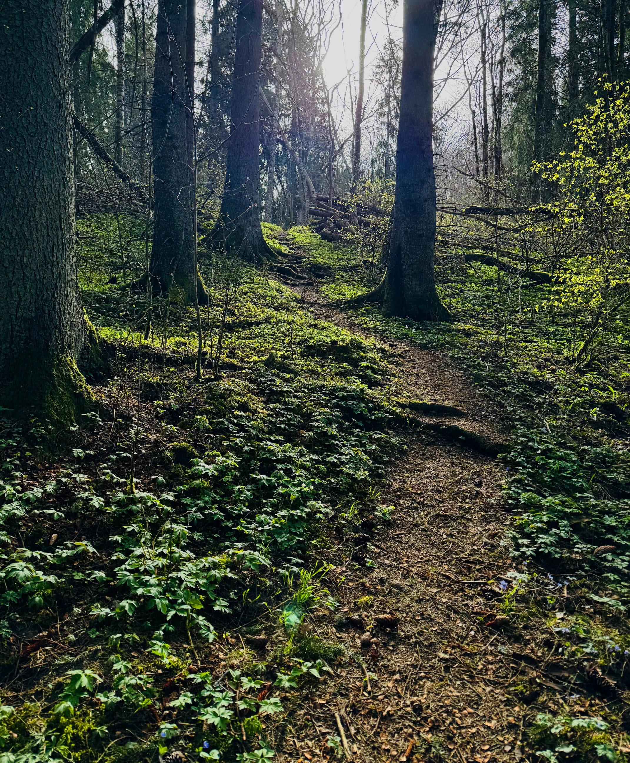 En stig längs en frodig barrskog.