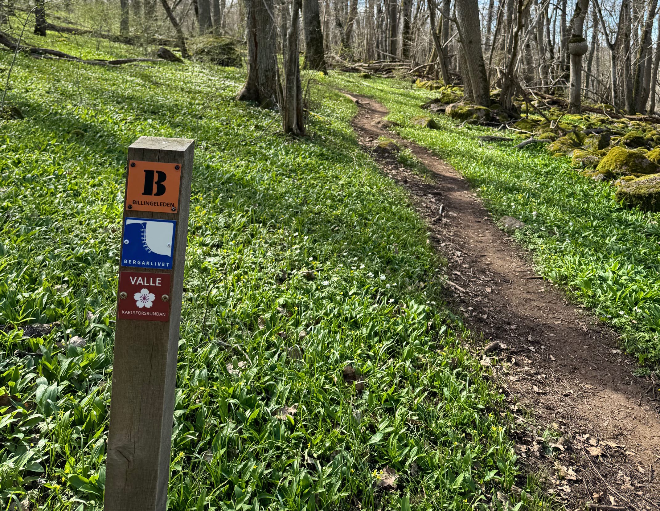 En skylt för vandringsled sticker upp ur ett hav av ramslök.