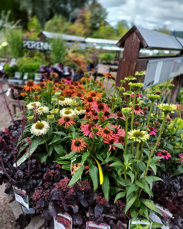 Blommor och buskar i olika färger och sorter till försäljning hos Melldala Trädgård.