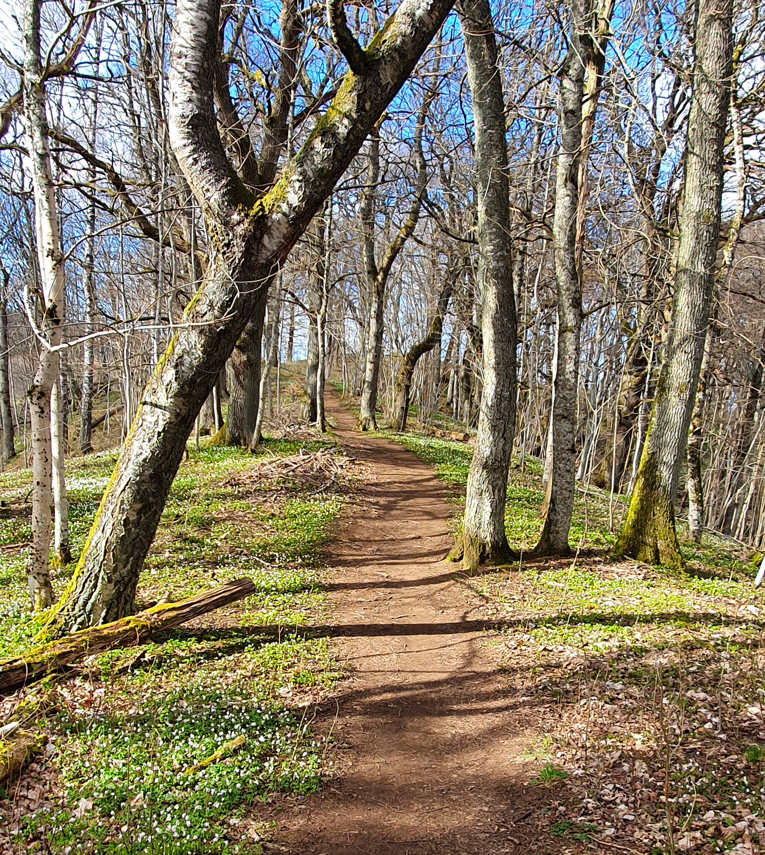 Stig omgärdad av vitsippor. 