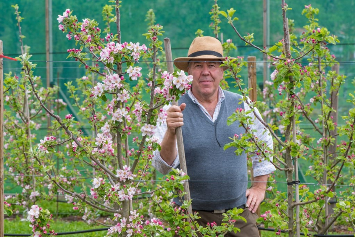 En man i en hatt står i äppleträdslund.