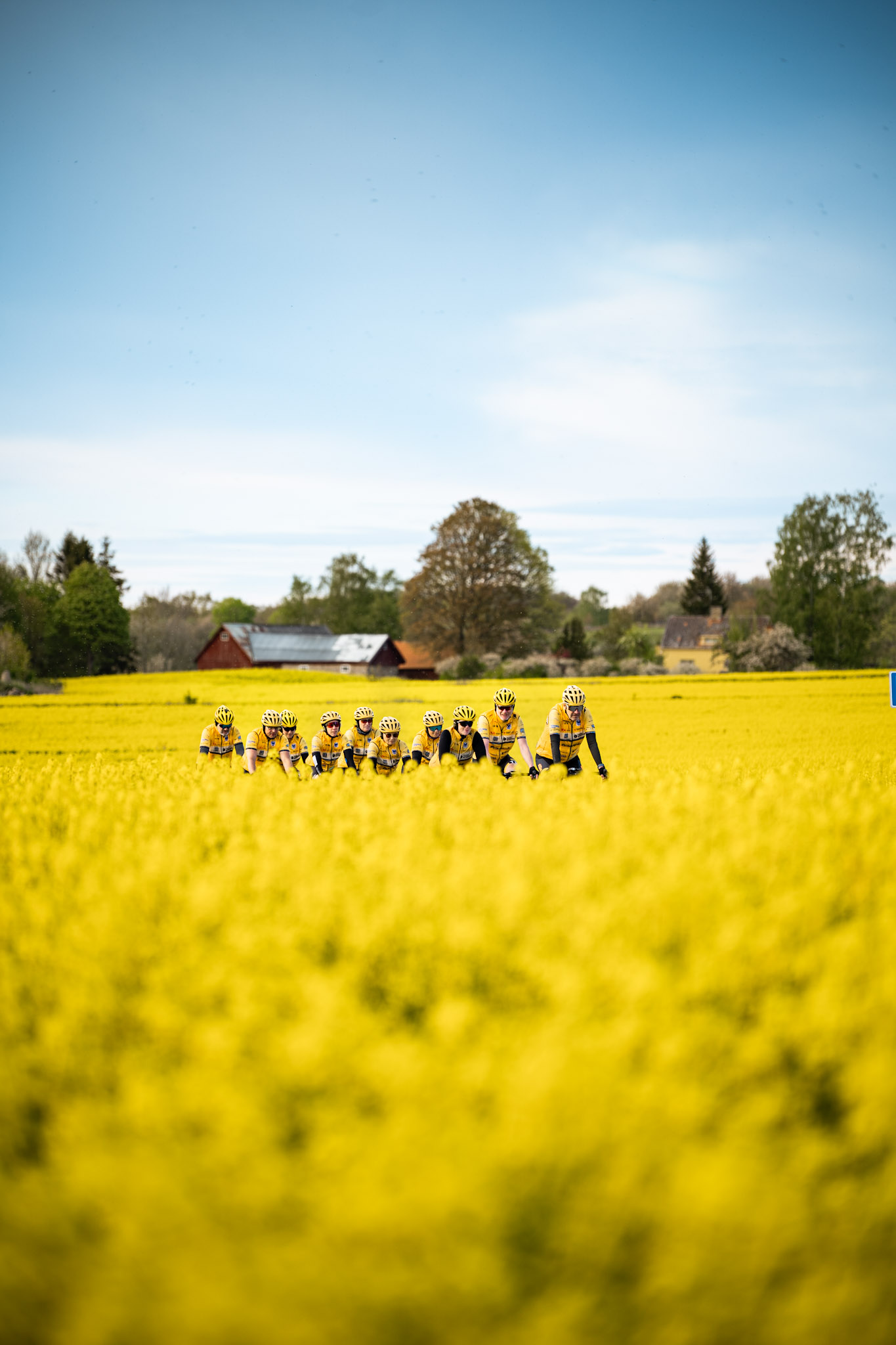 Cyklister på väg genom ett rapsfält.
