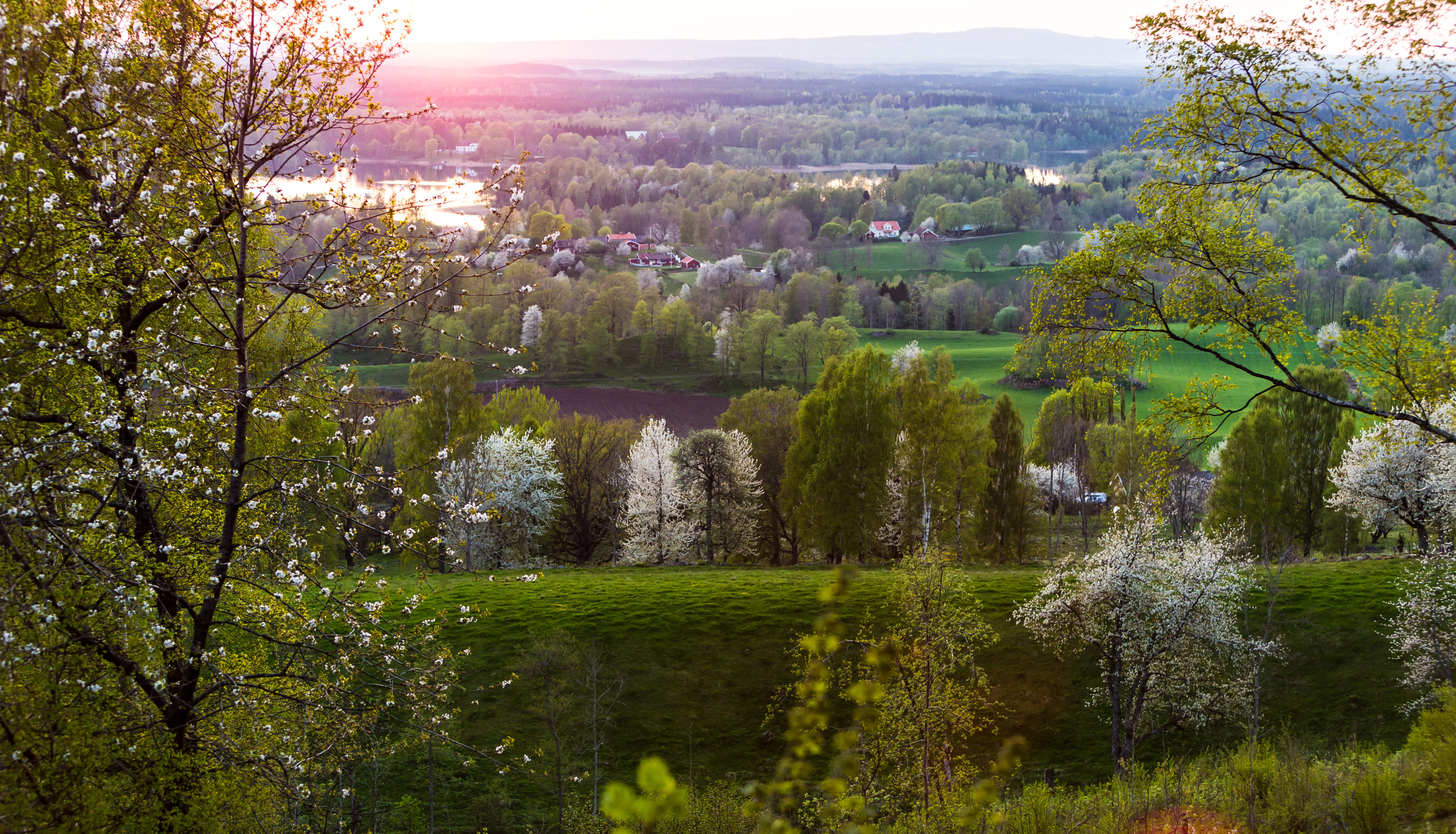 Utsikt över ett blommande Valleområde i solnedgång. 