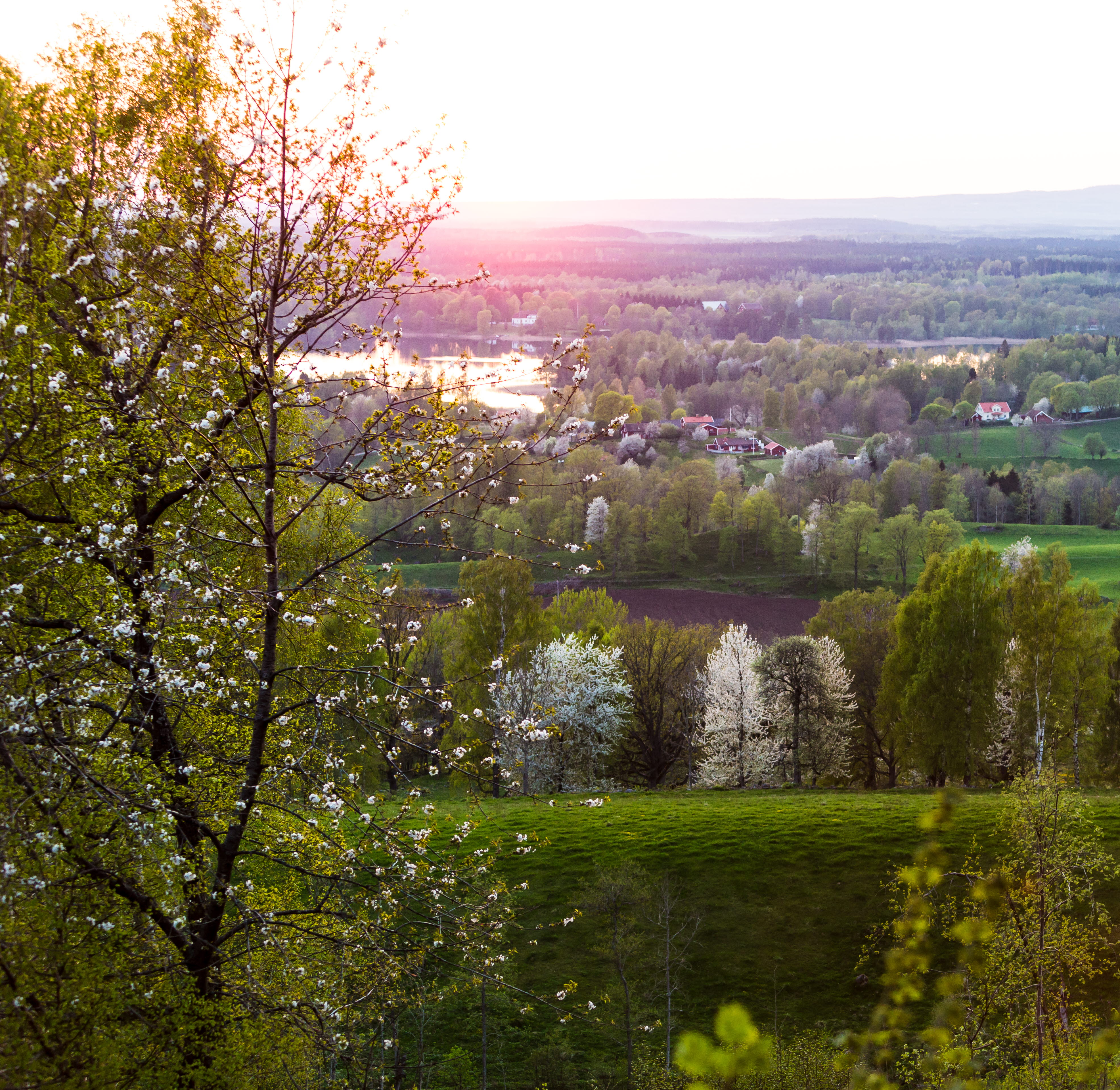 View of a blooming Valle area in sunset.