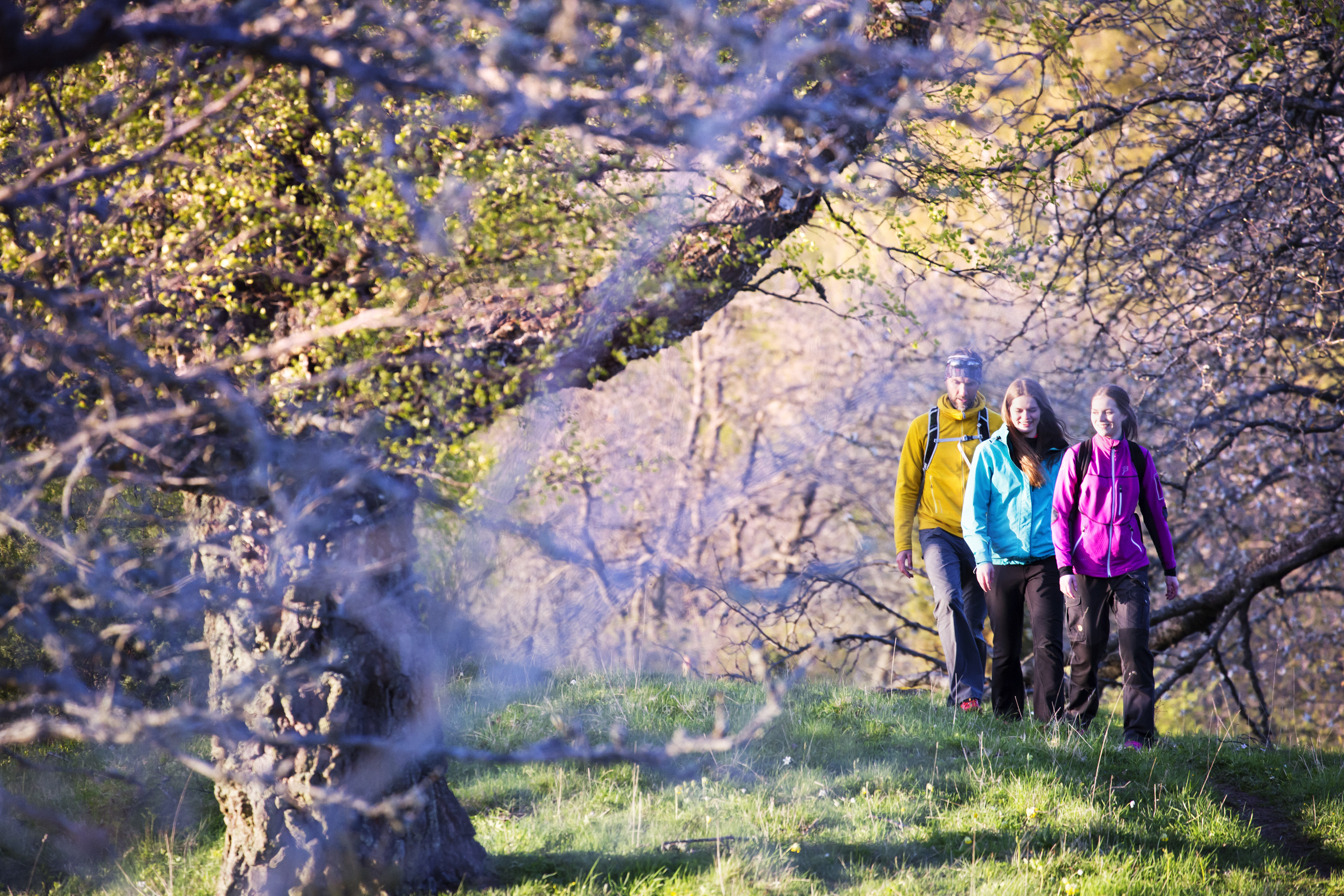 Tre vandrare i färgglada kläder vandrar på en ås. Runtomkring dem knoppar träden.