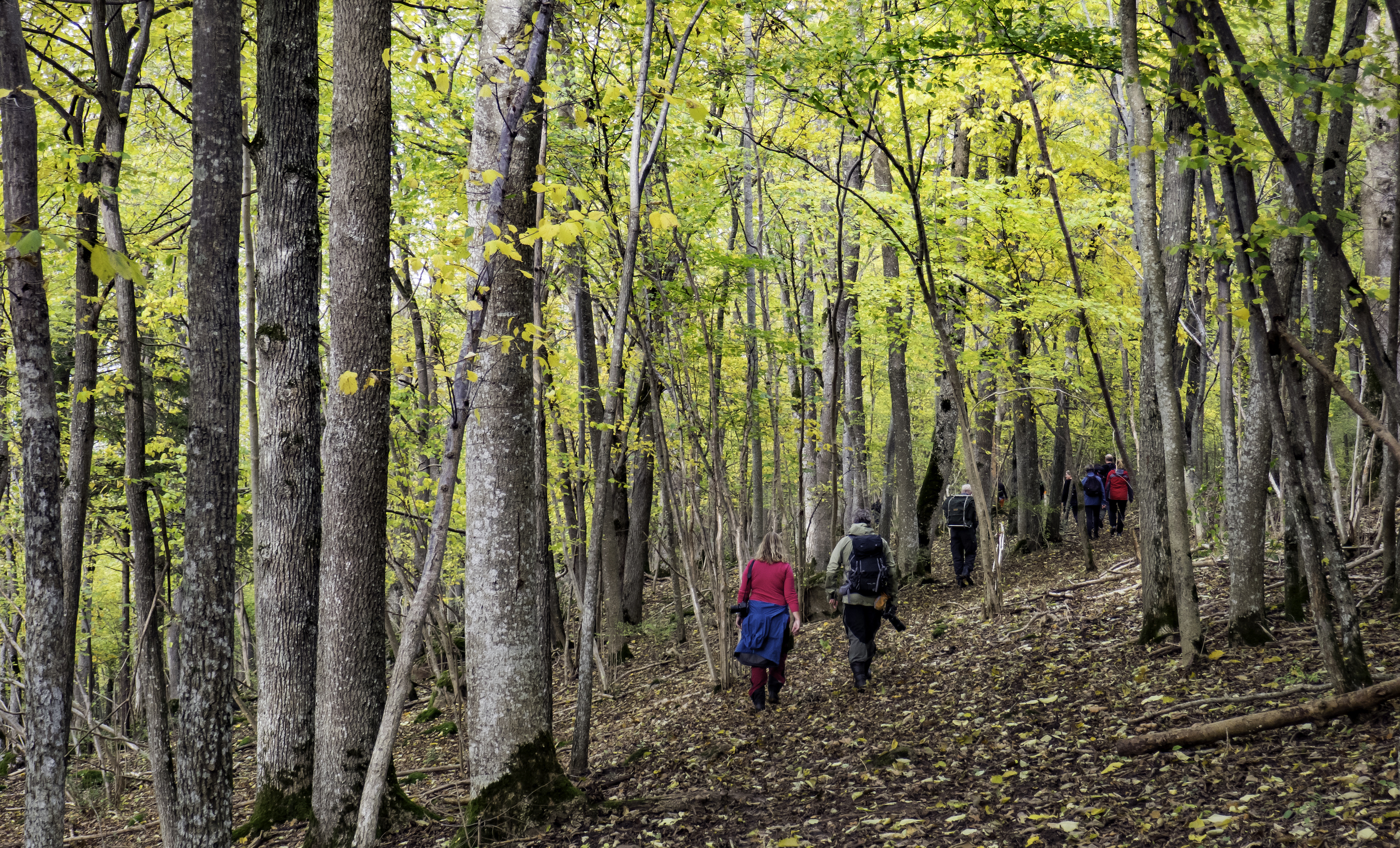 Vandring genom Melldalaskogen i oktober