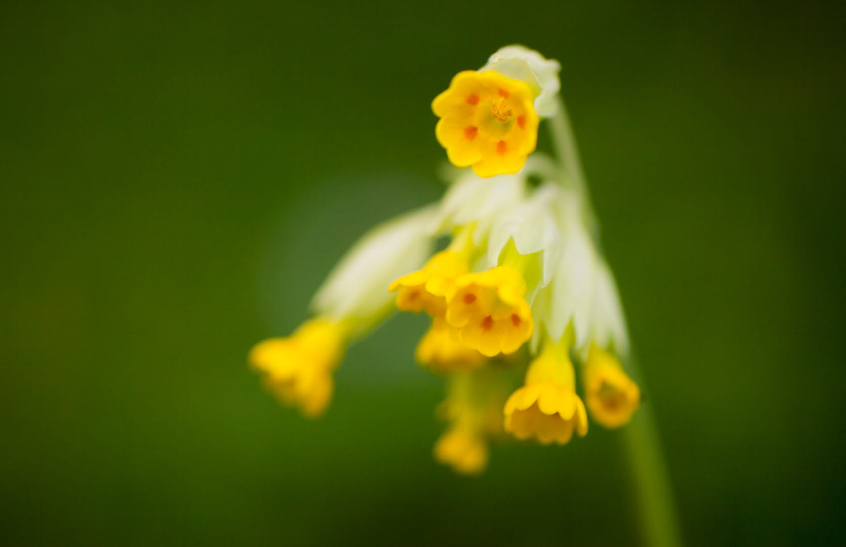 Närbild på en gullviva. Gul blomma med små orangea prickar i. 