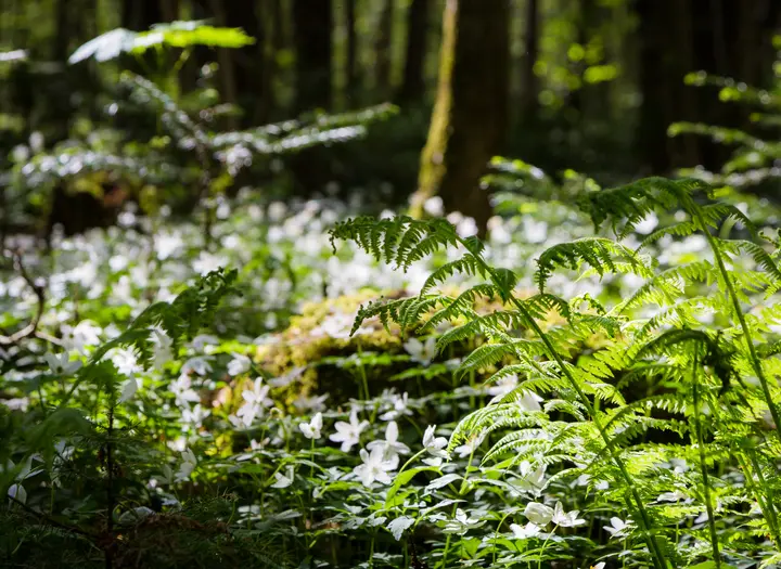 Naturreservat Nolberget-Missunnebäcken