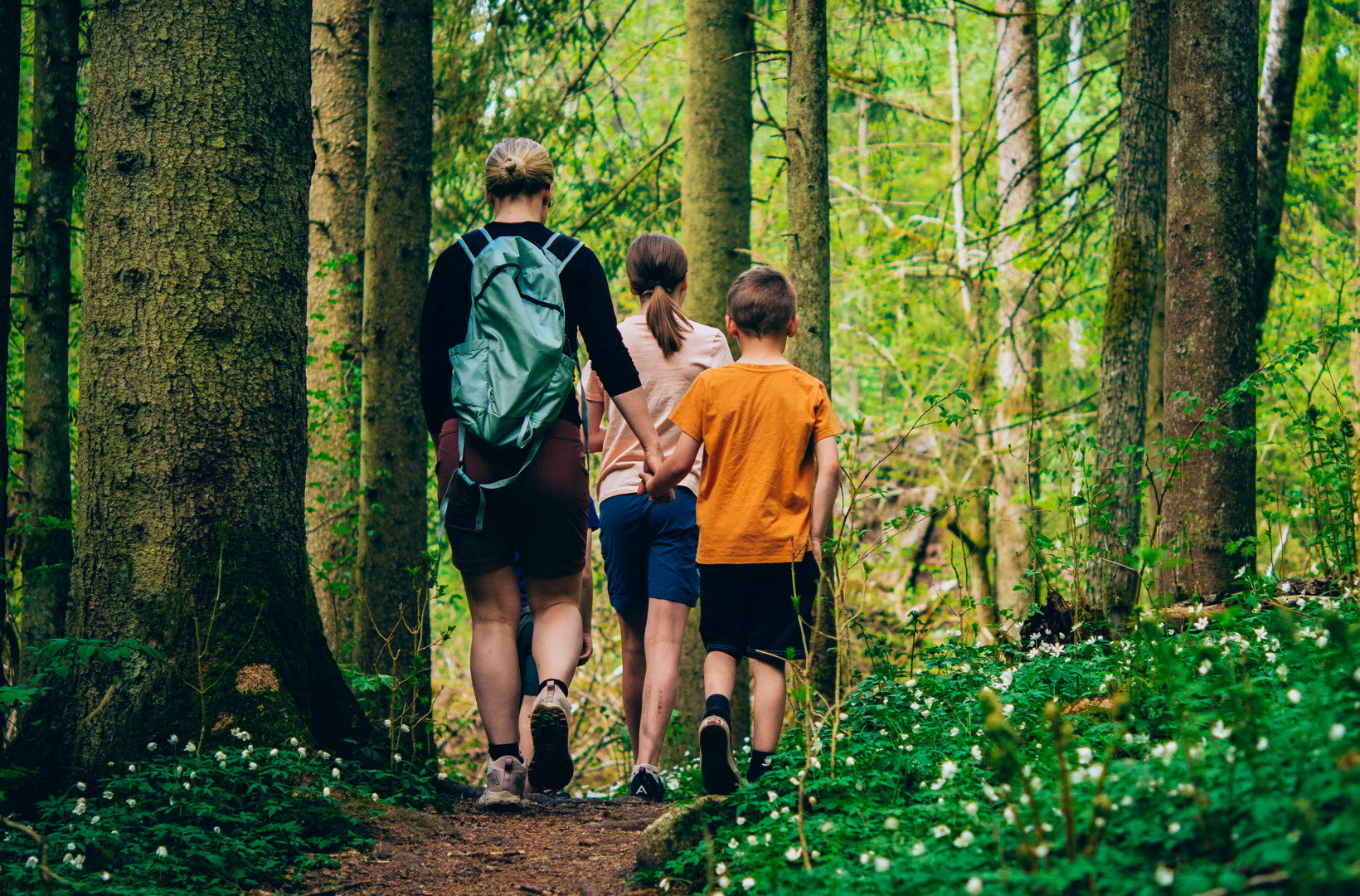 En vuxen och två barn vandrar längs en stig i skogen omgiven av blommande vitsippor. 