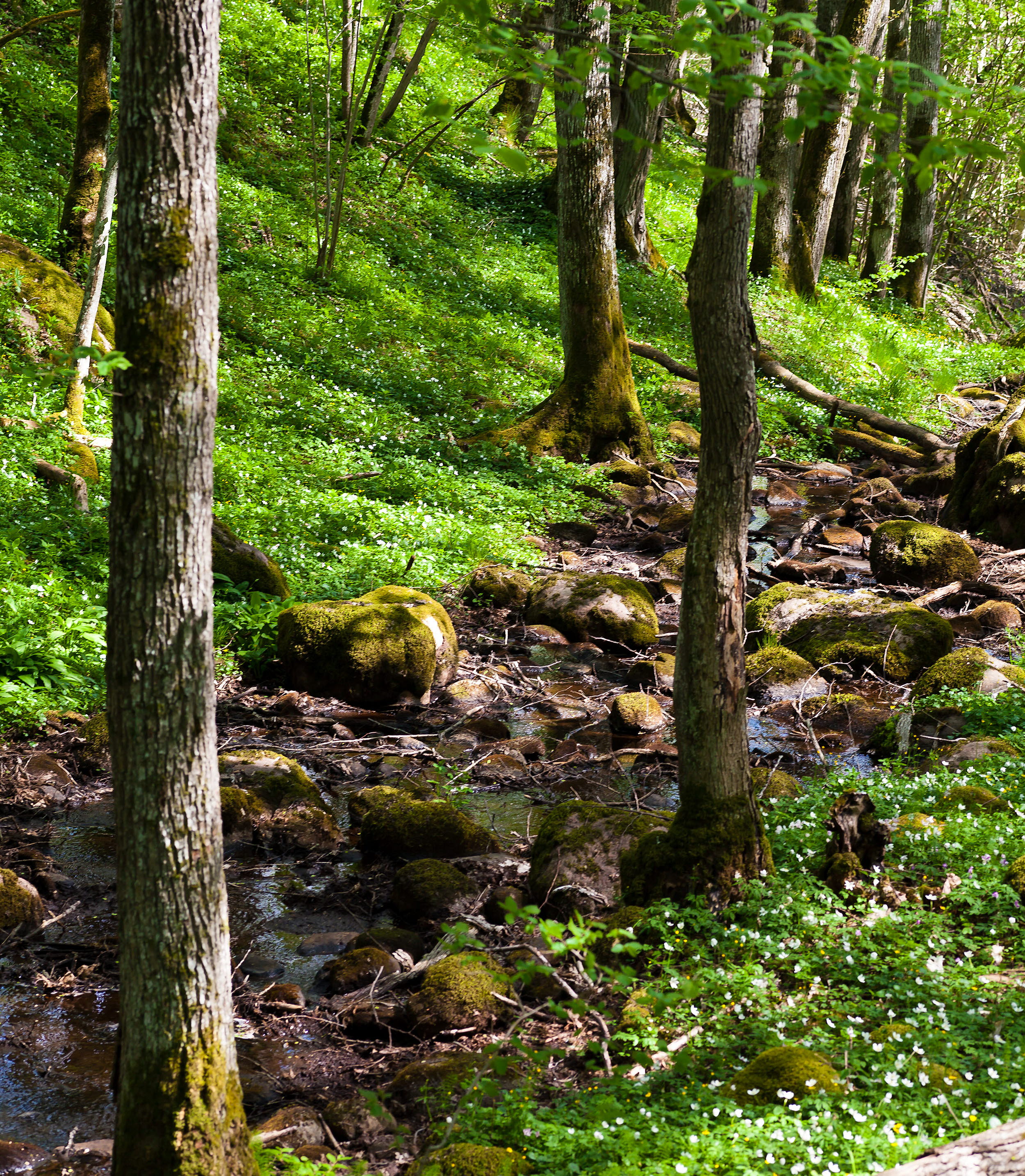En bäck som flyter i ett grönskande naturlandskap med träd på våren