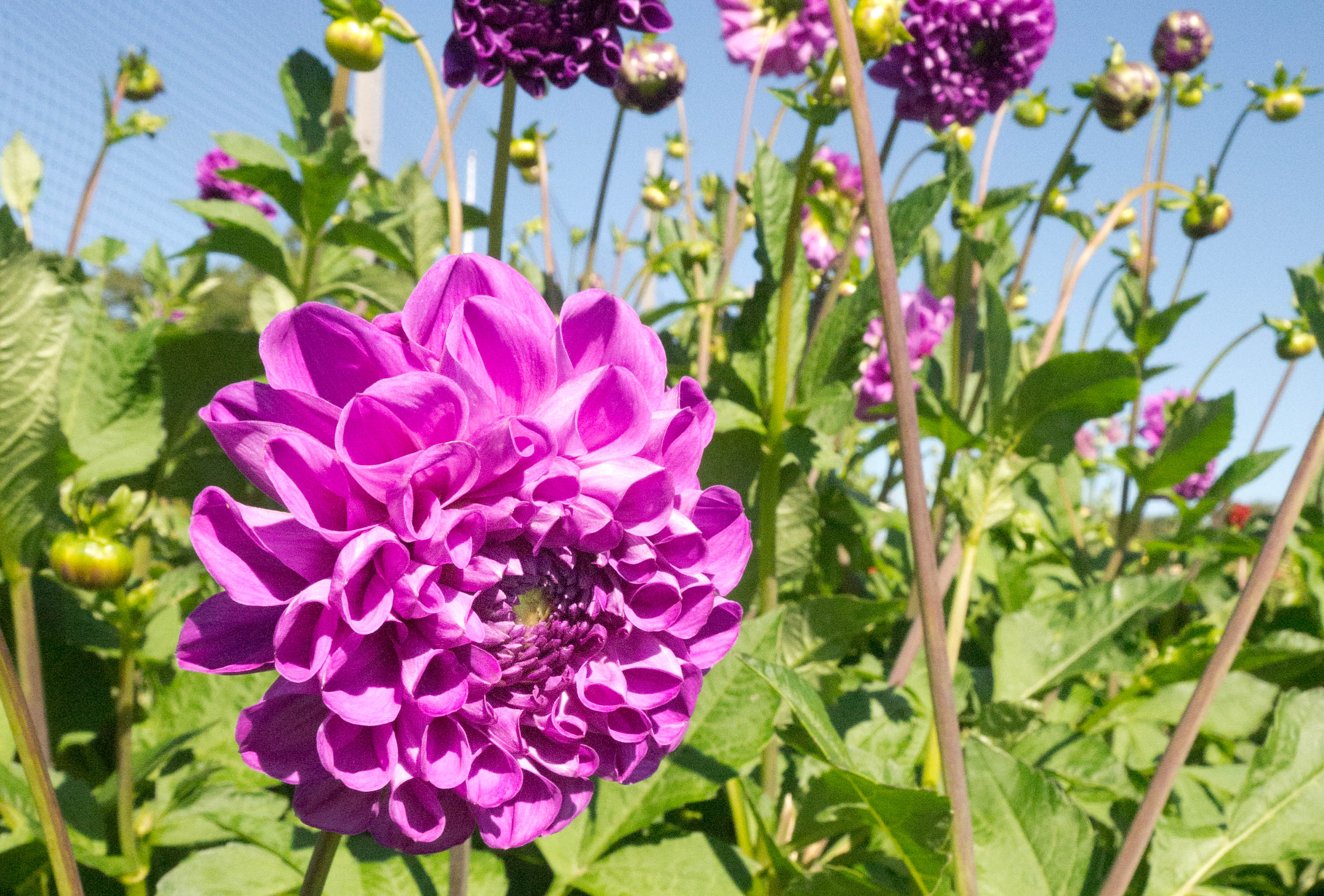 Mölnebo odlingar grönsaker från gårdsbutiken