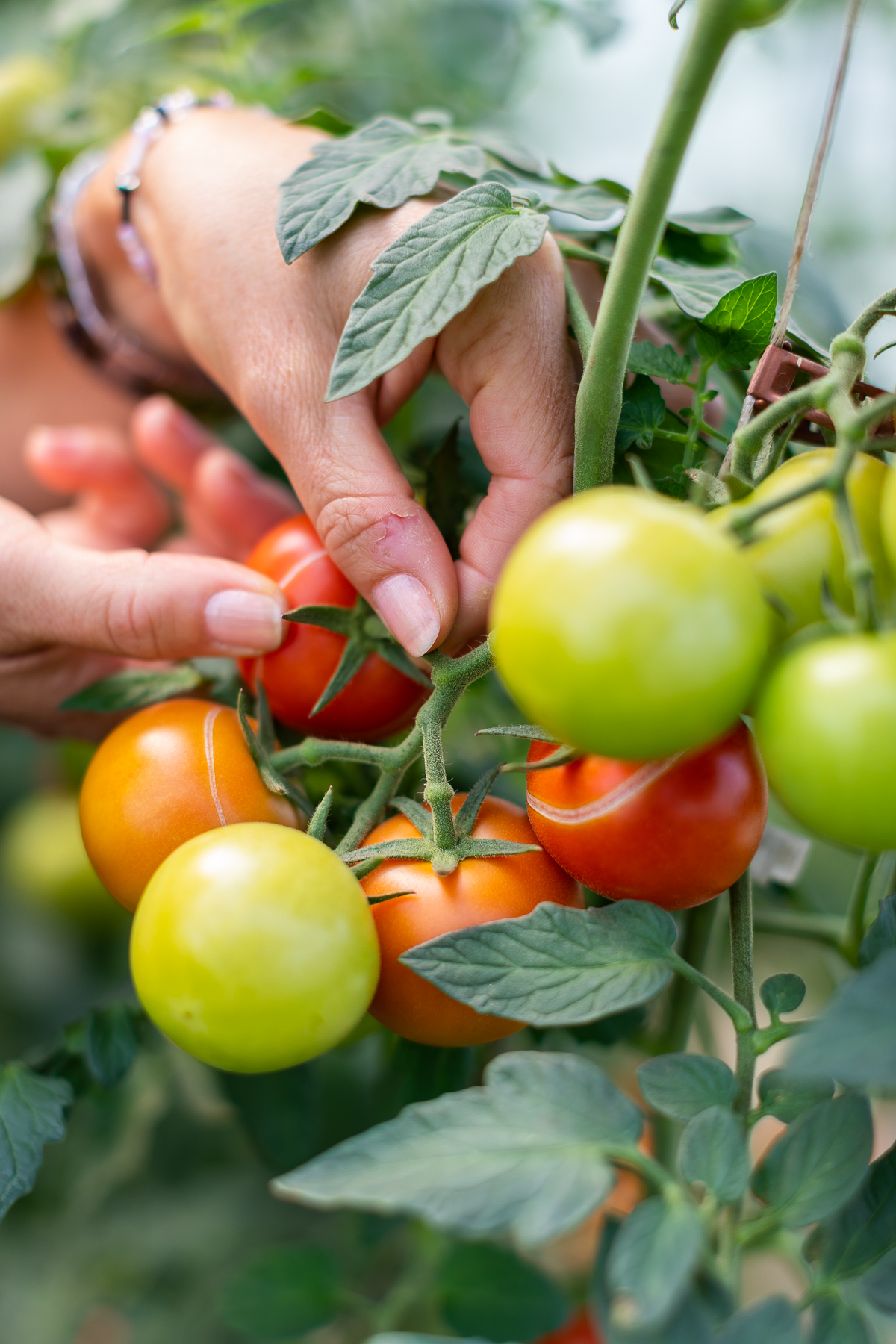 Mölnebo odlingar grönsaker från gårdsbutiken