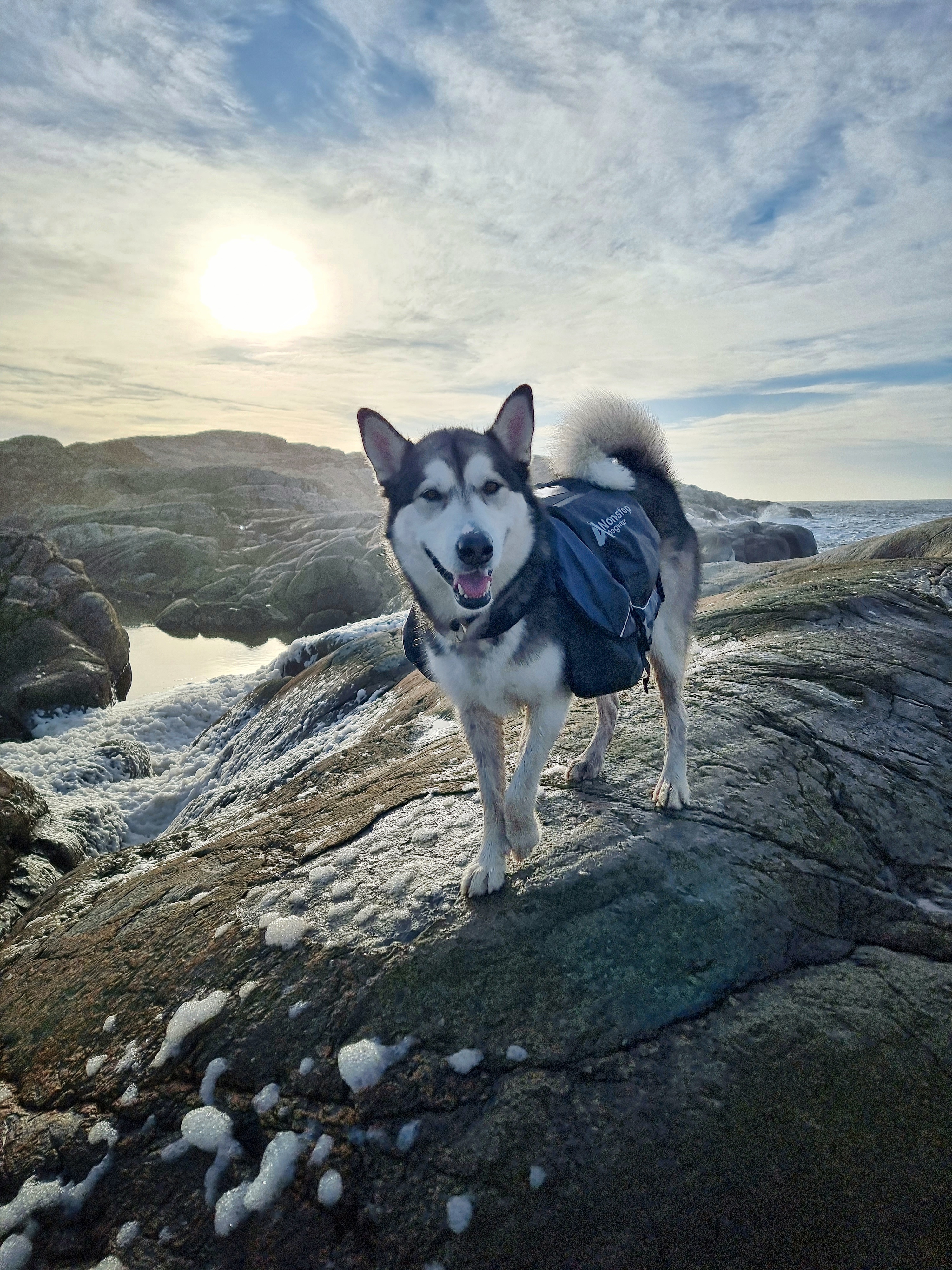 Balder min vandringshund