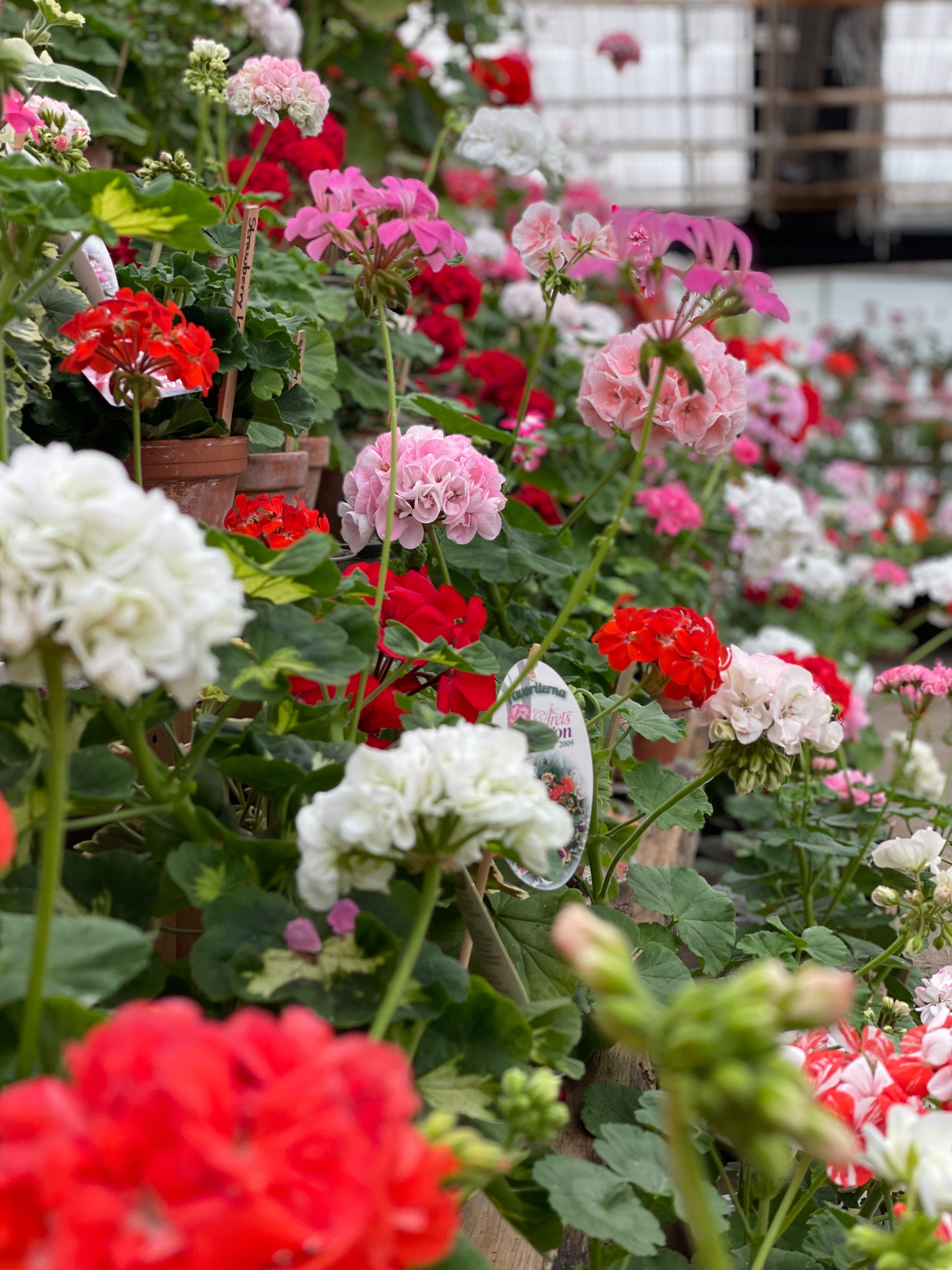 Fröken Trulls och Morlanda Handelsträdgård