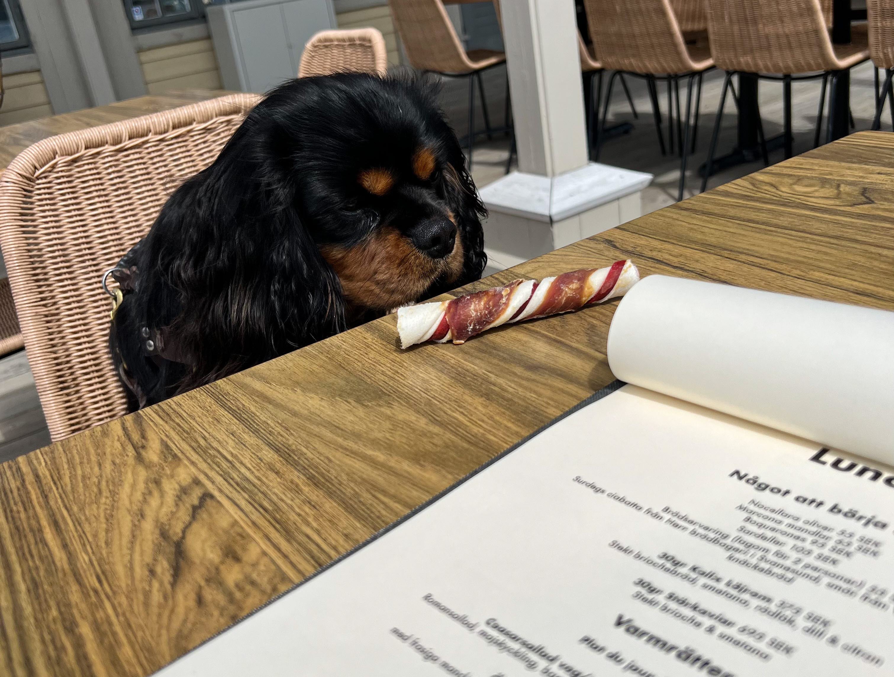 Hund på Hotel Strana