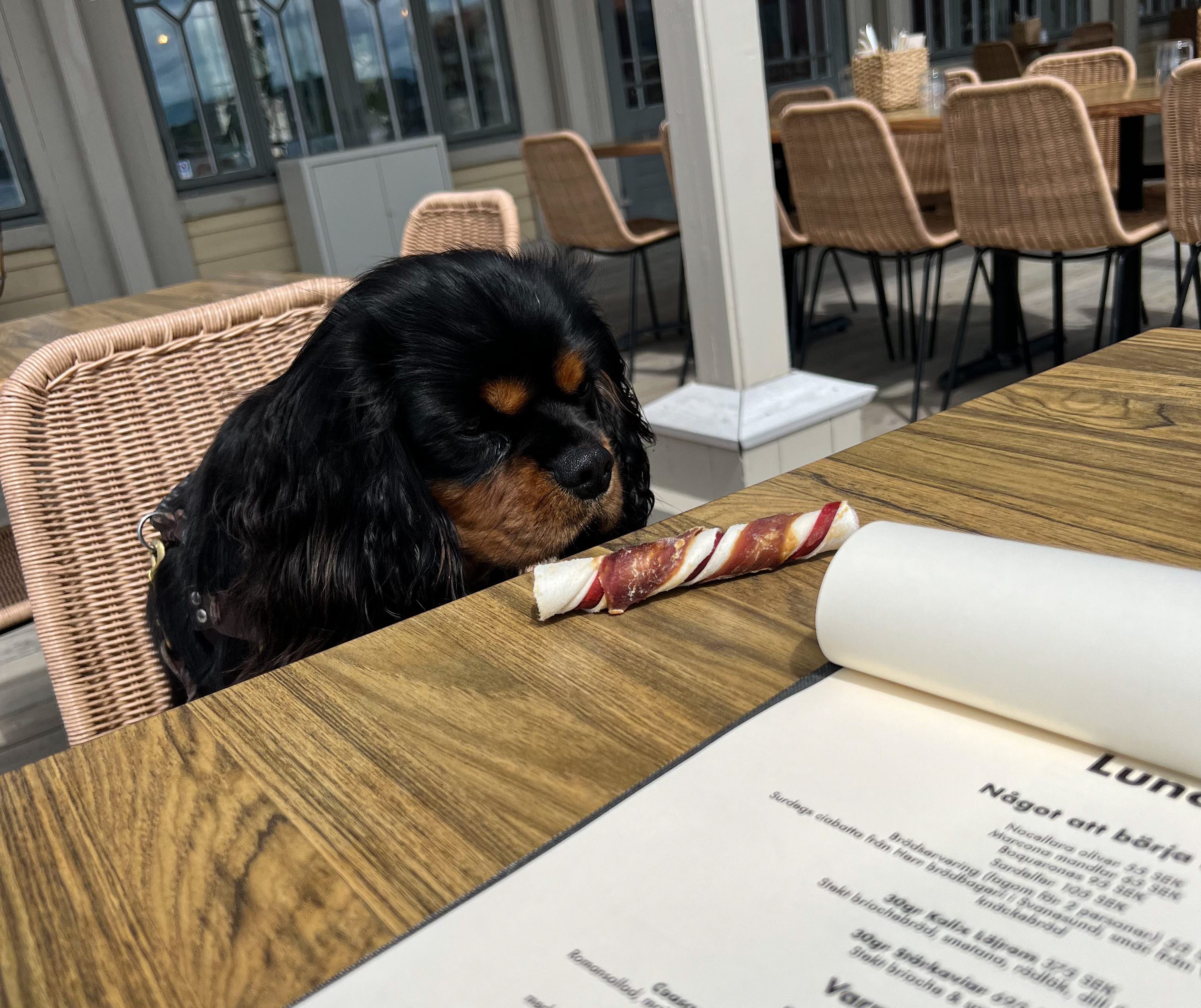 Hund på Hotel Strana