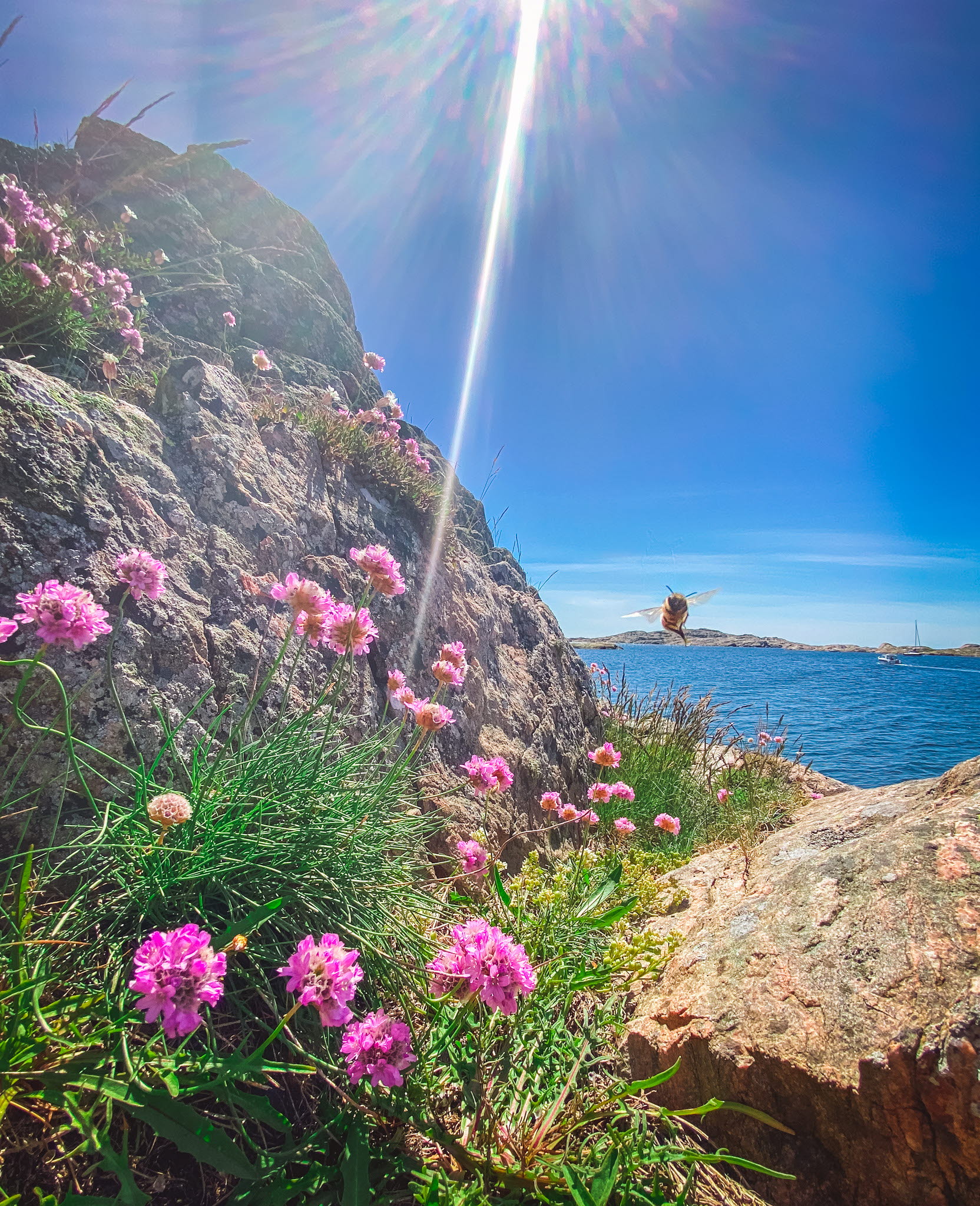 sommar 
havet 
blommor 
bin 
Röra Rump 
Badplats