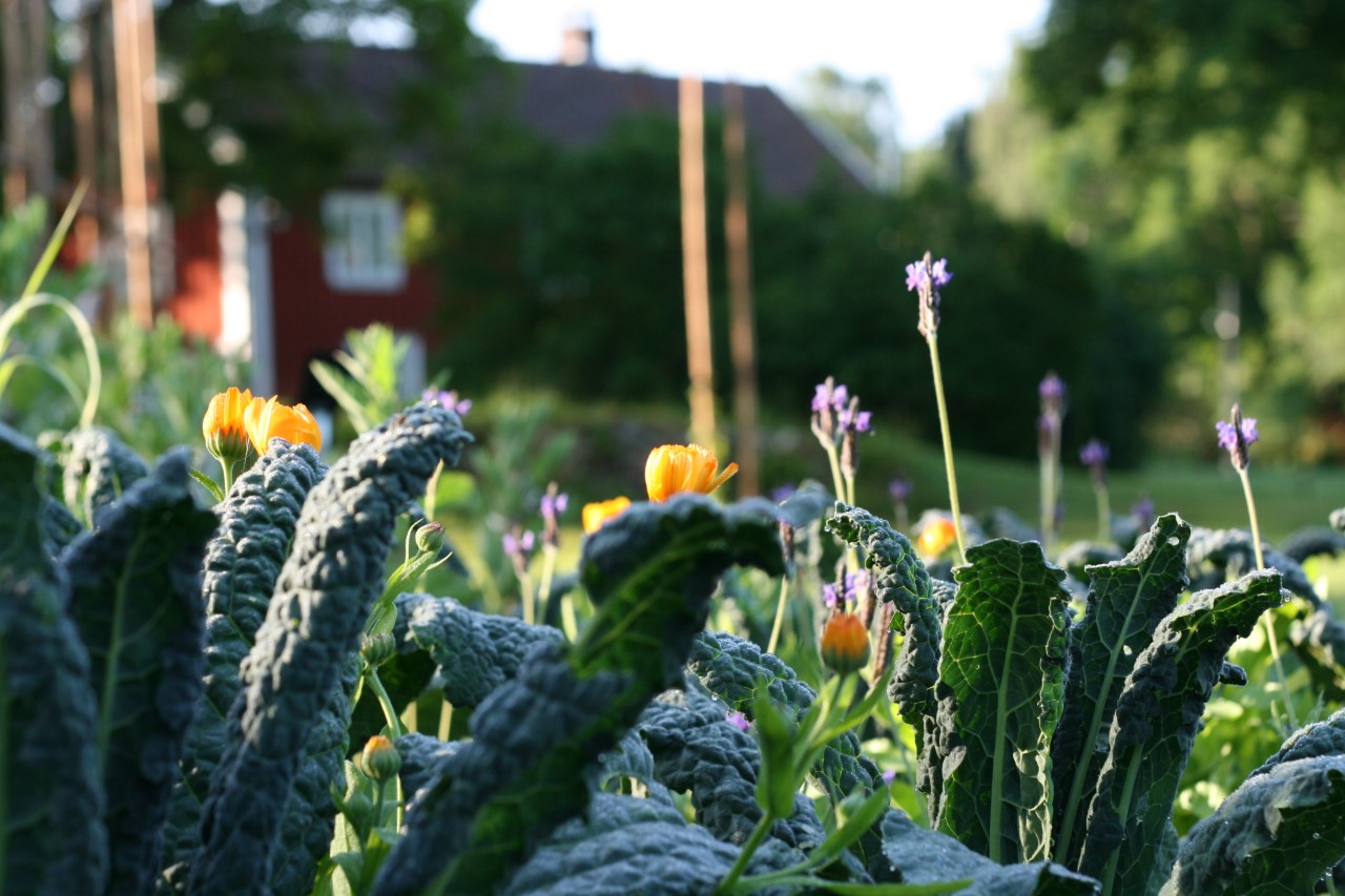 mariagården trädgård