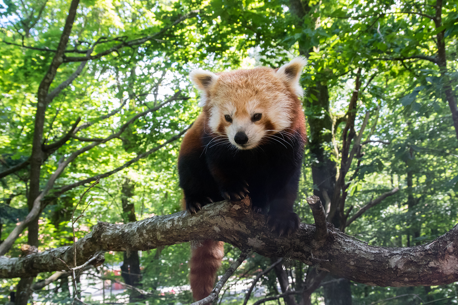 Röd panda har födelsedagskalas på Nordens Ark