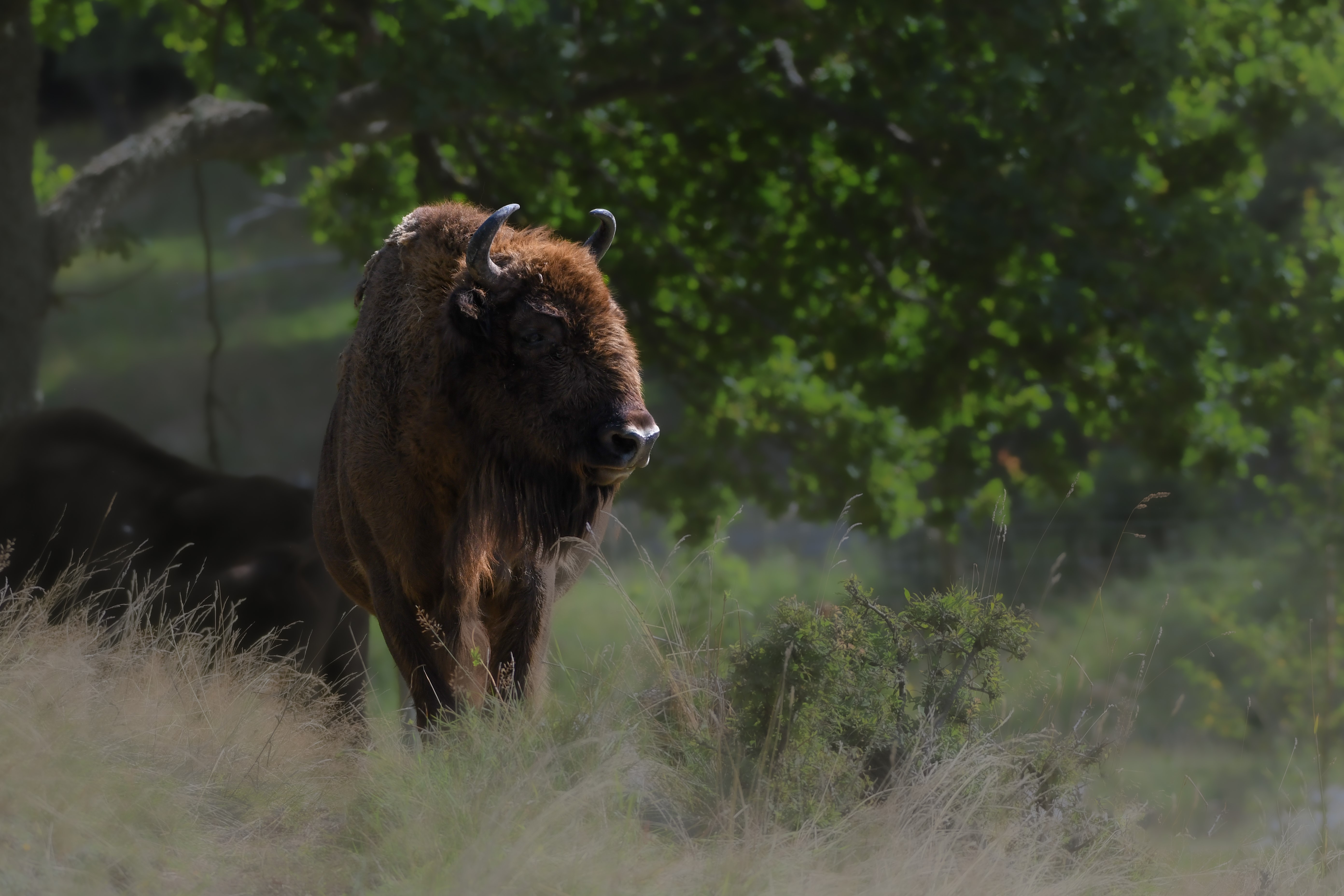 European Bison