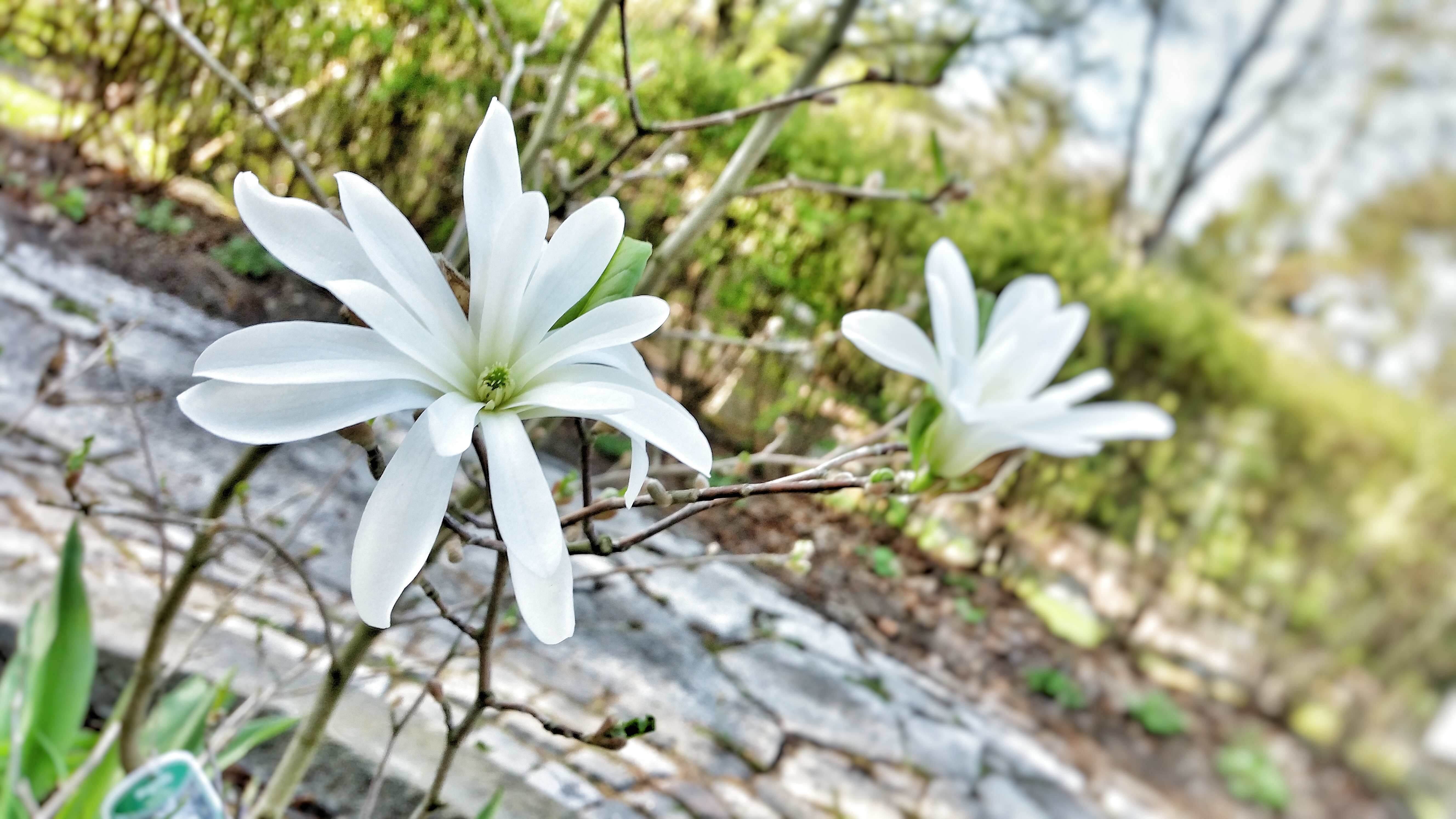 Två vita magnoliablommor i Strömsdalen.