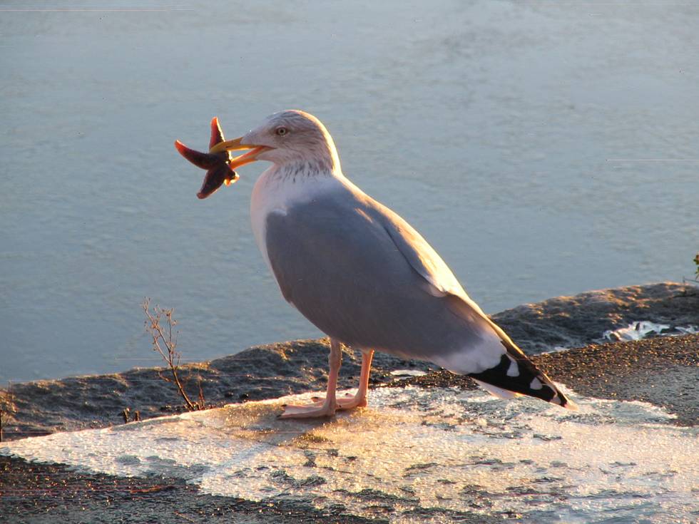 En trut med en sjöstjärna i sin näbb. 